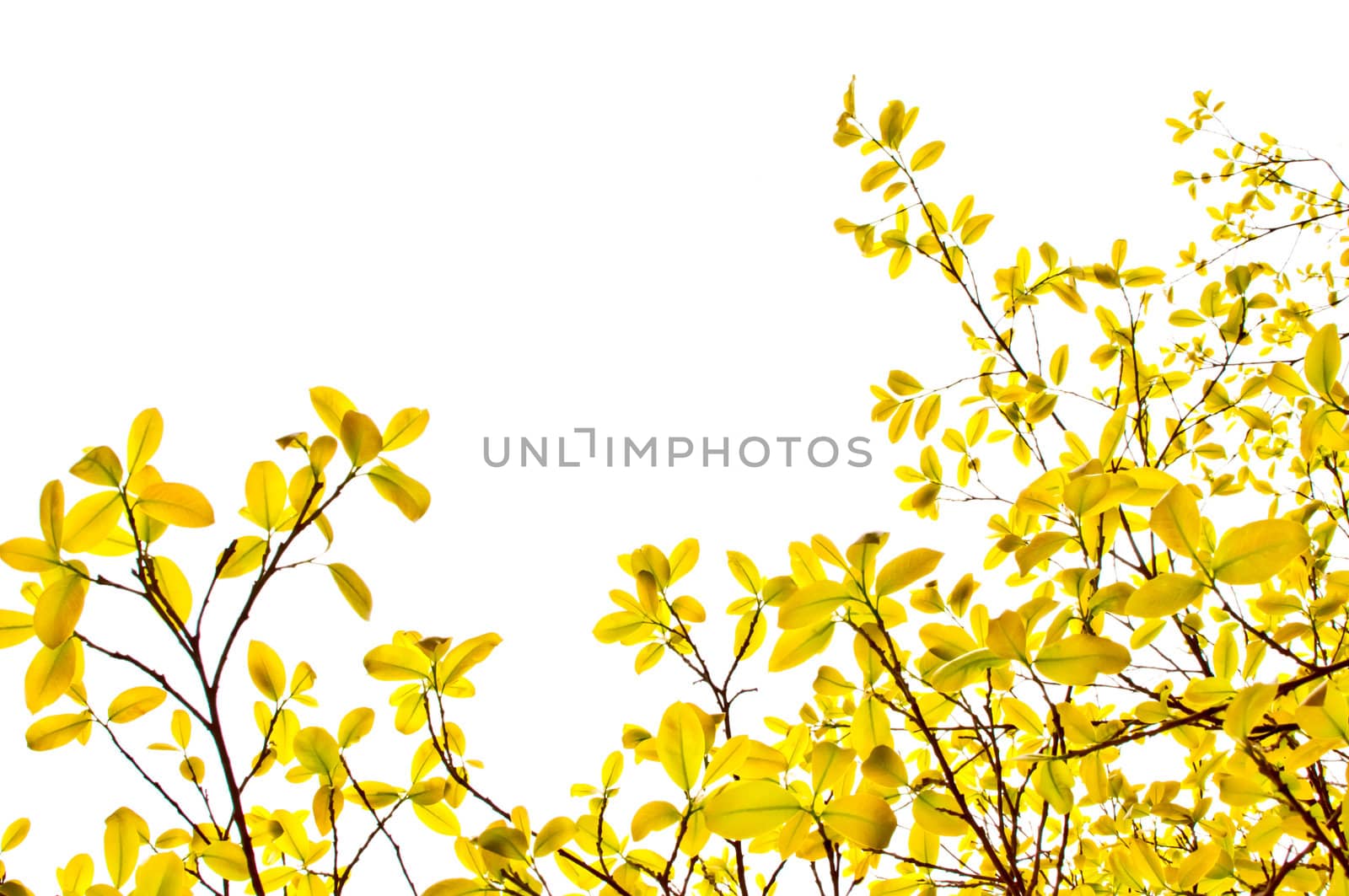 orange leaves on white background