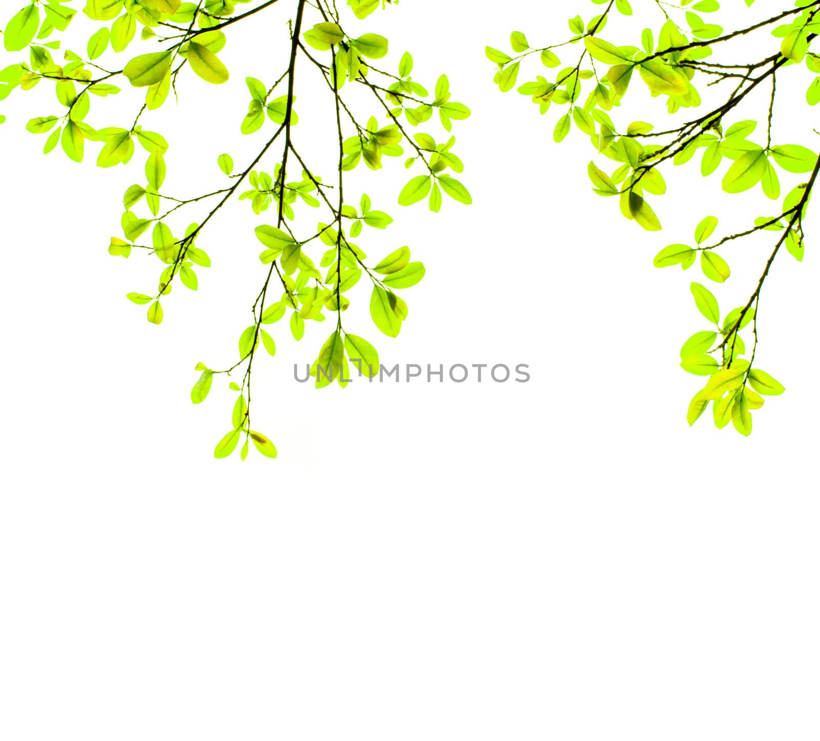 Green leaf on white background