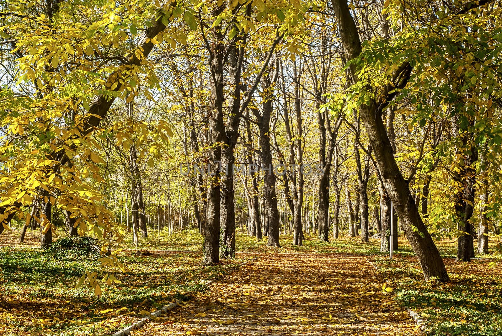 Park alley in autumn by varbenov