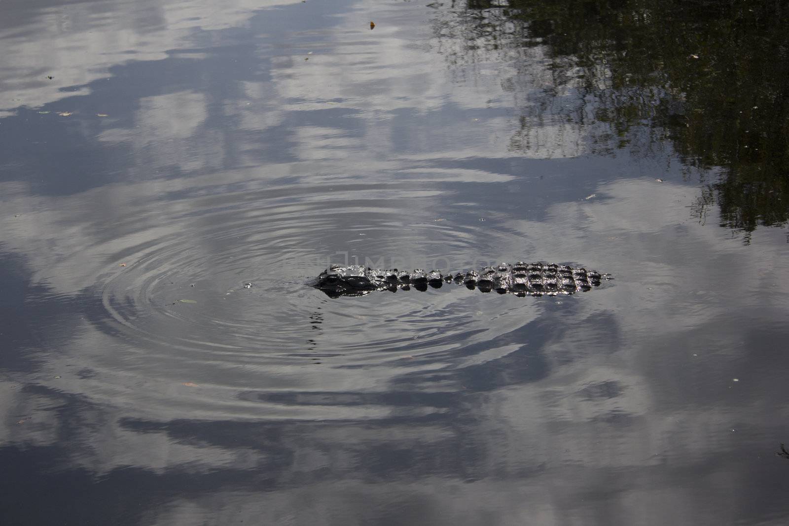 Alligator in Everglades National Park. by jeremywhat