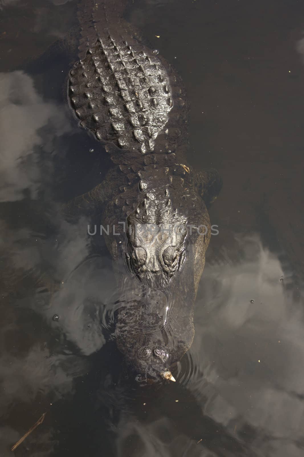 A wild alligator in the Everglades National Park in Florida.