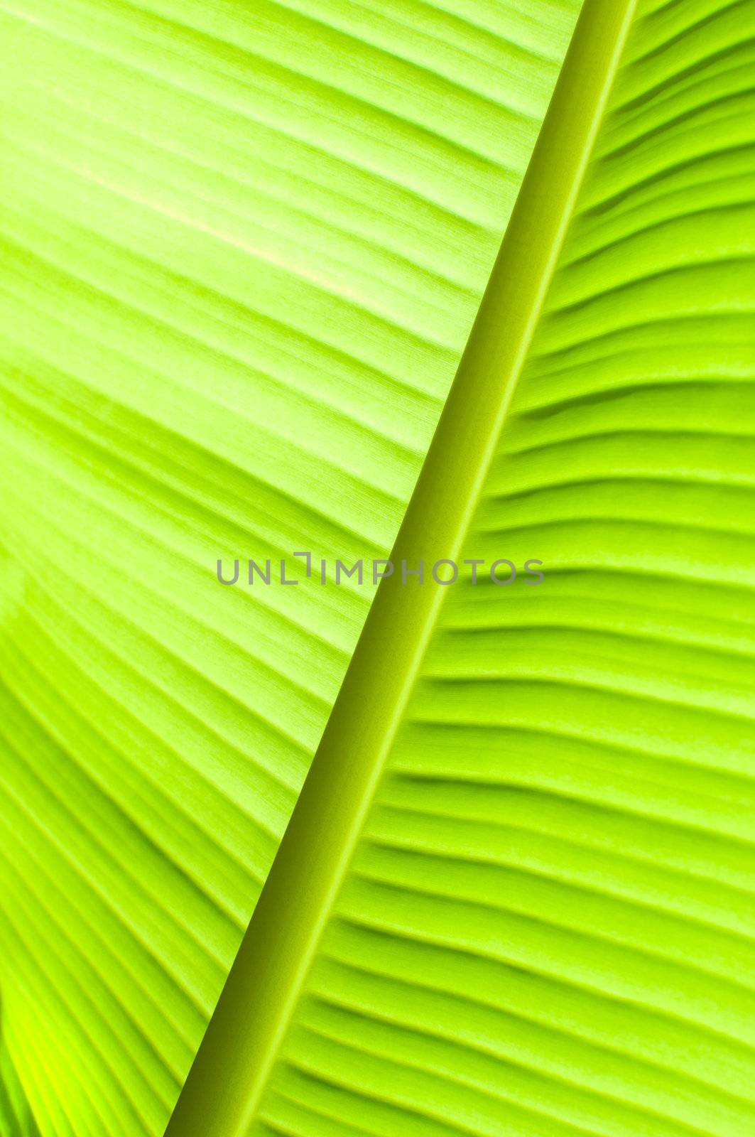 Banana leaf