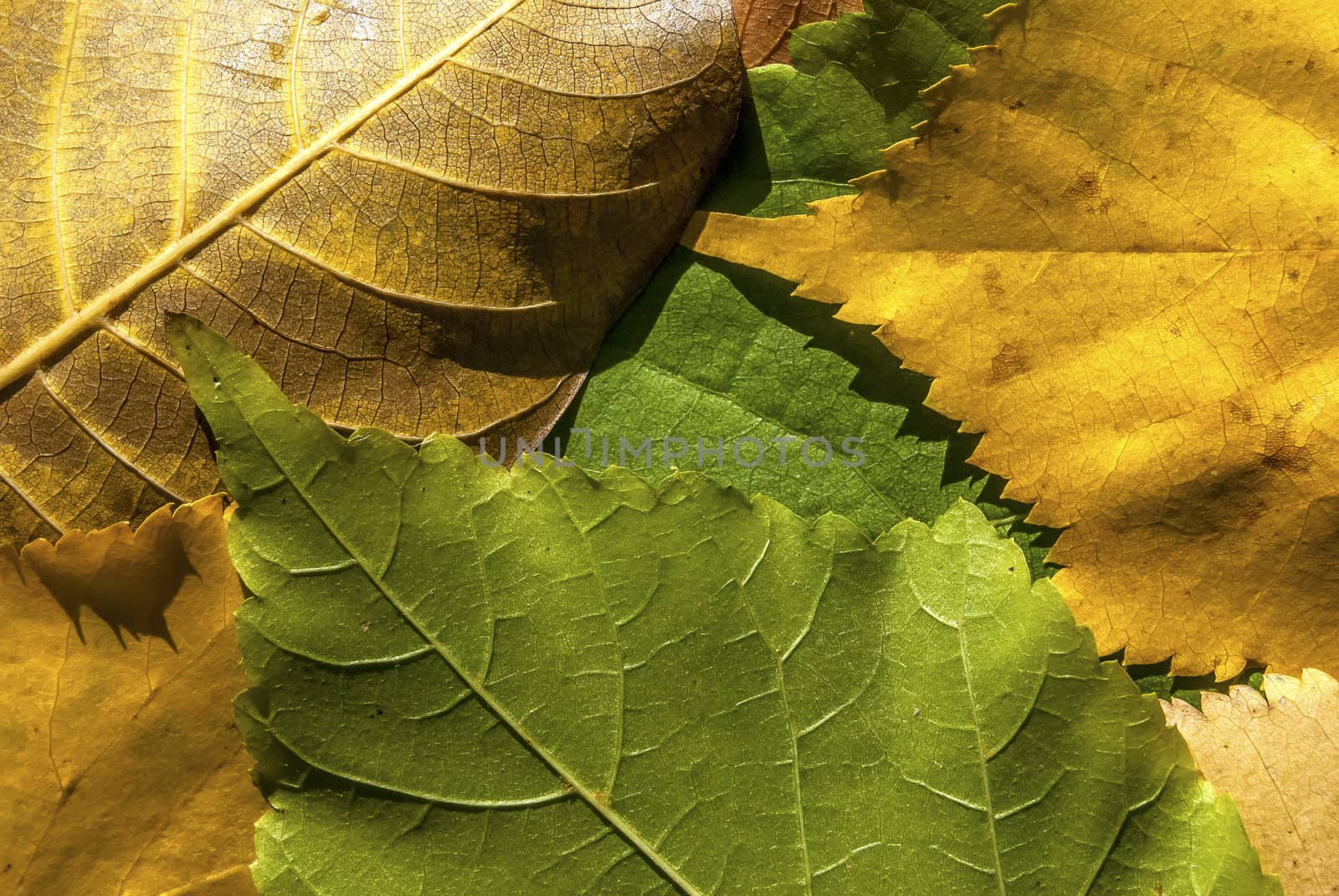 Fallen autumn colored leaves closeup as background