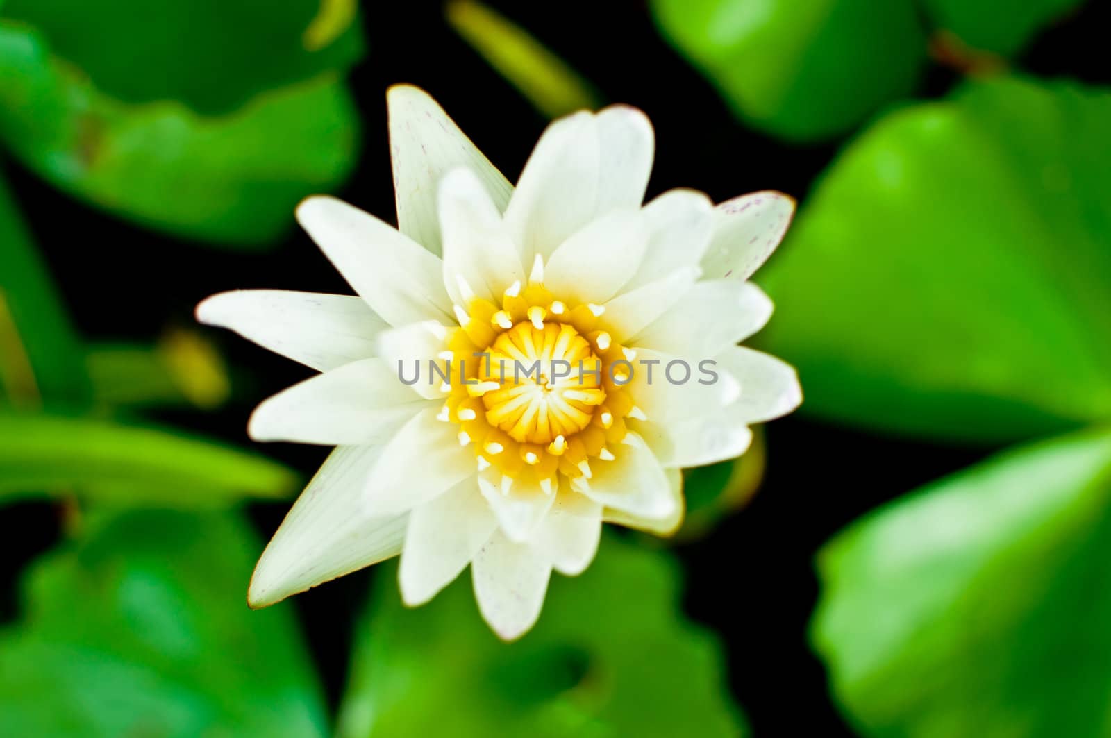 White lotus selective focus on pollen