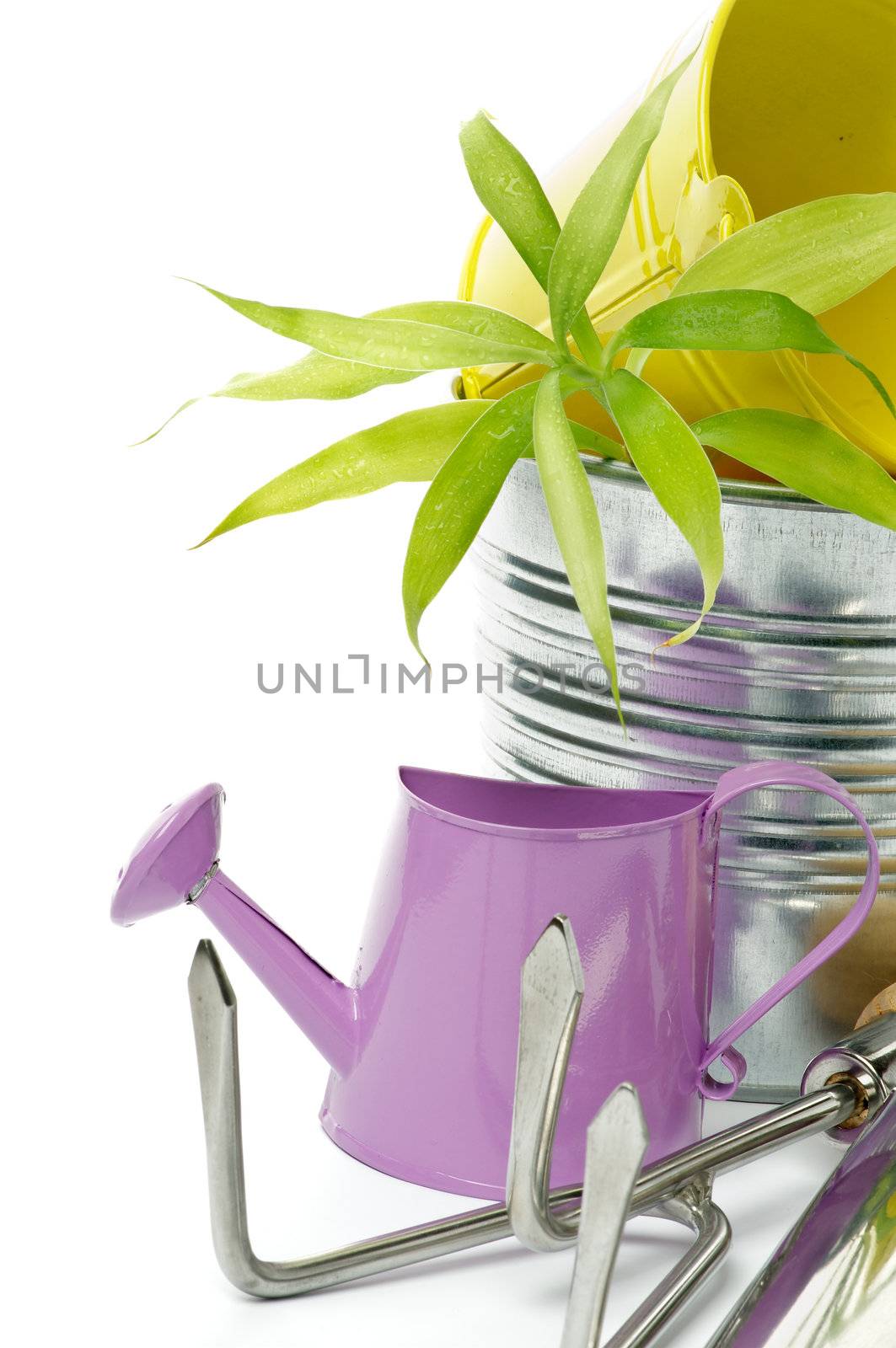 Purple Watering Can with Tin Buckets, Green Plant and Gardening Tools isolated on white background