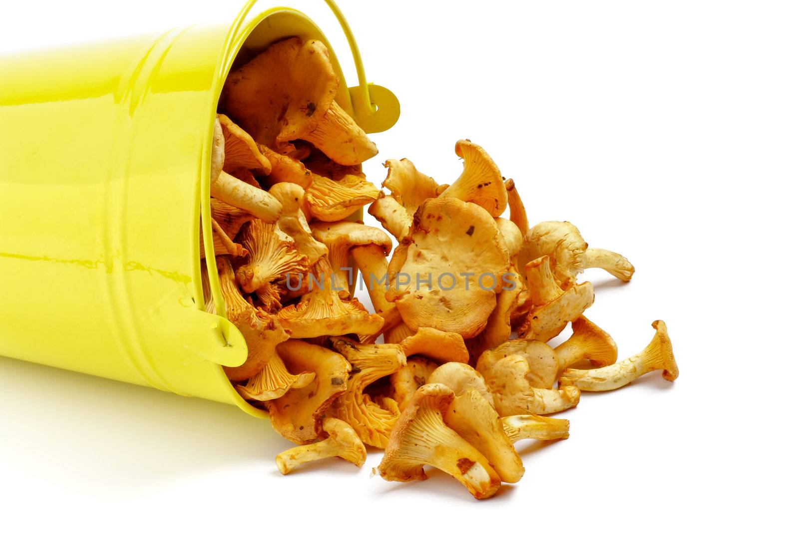 Little Raw Chanterelles in Yellow Tin Bucket closeup isolated on white background