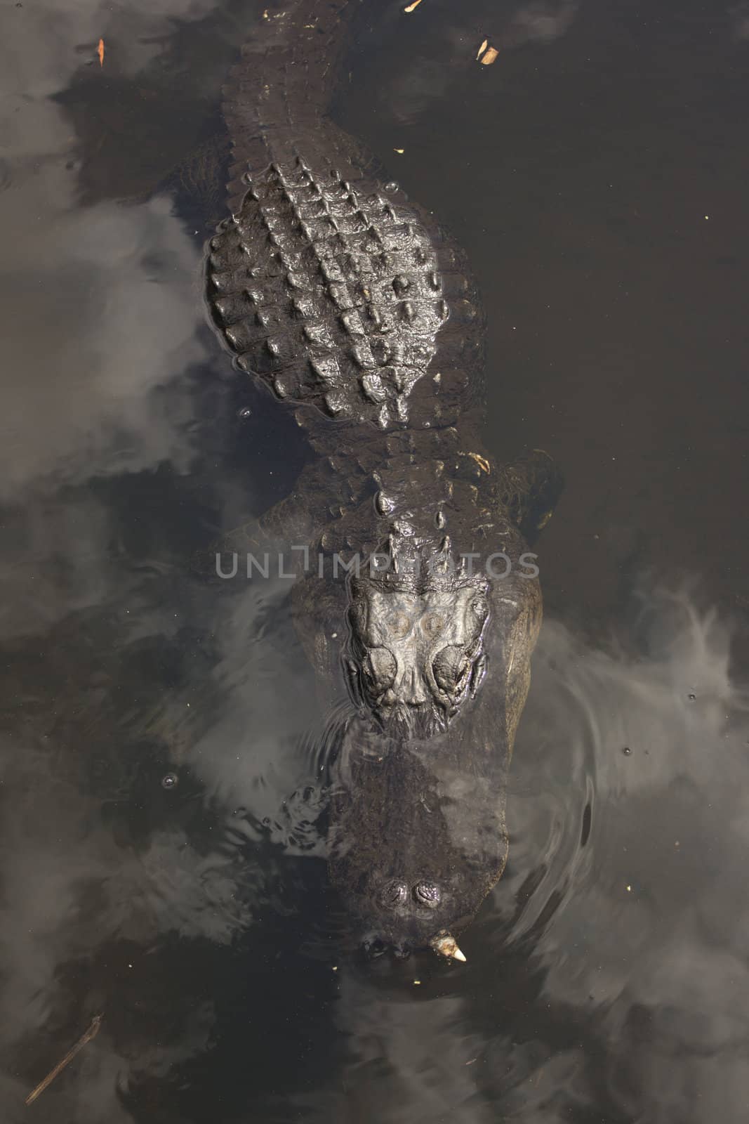 A wild alligator in the Everglades National Park in Florida.