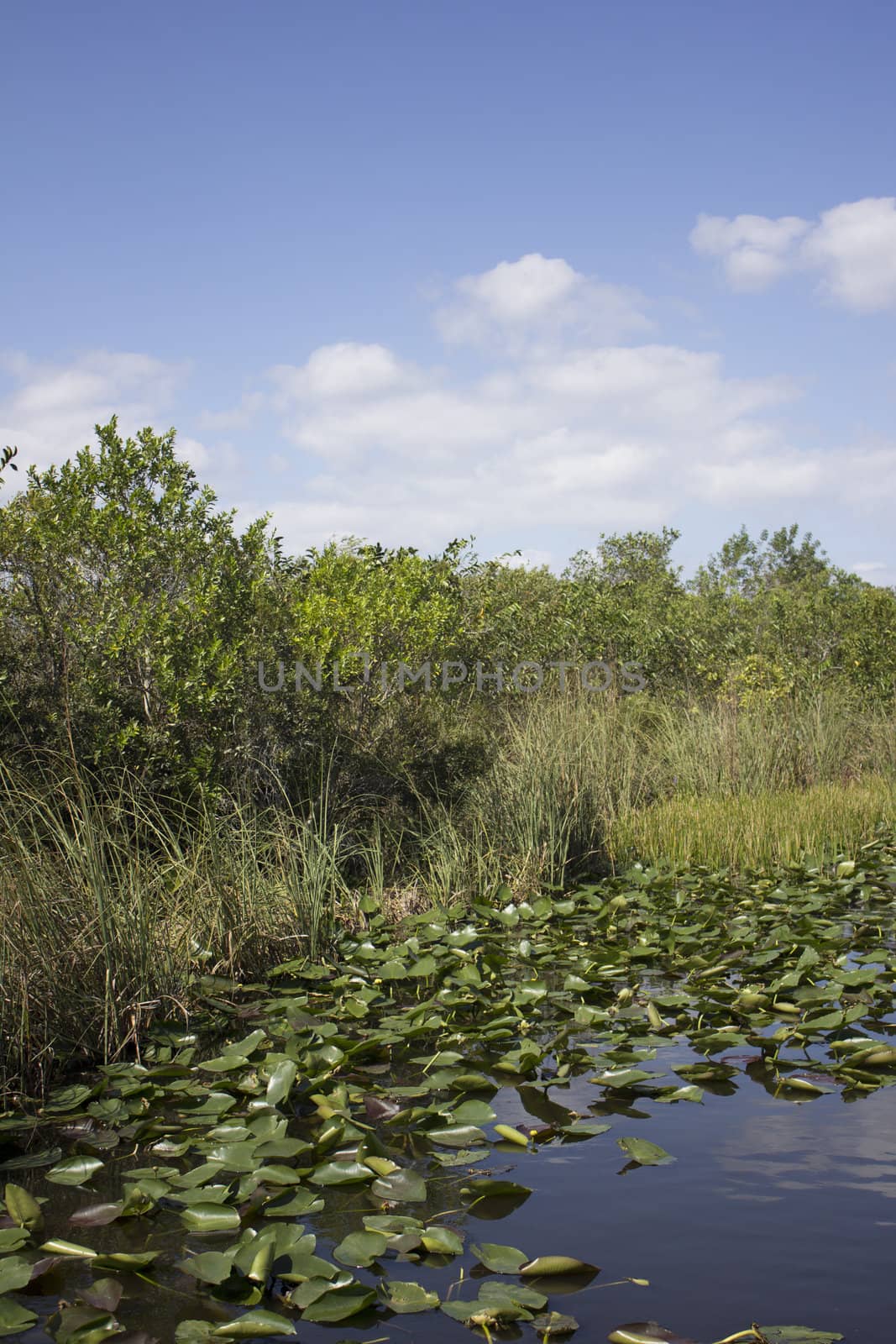 Everglades National Park by jeremywhat
