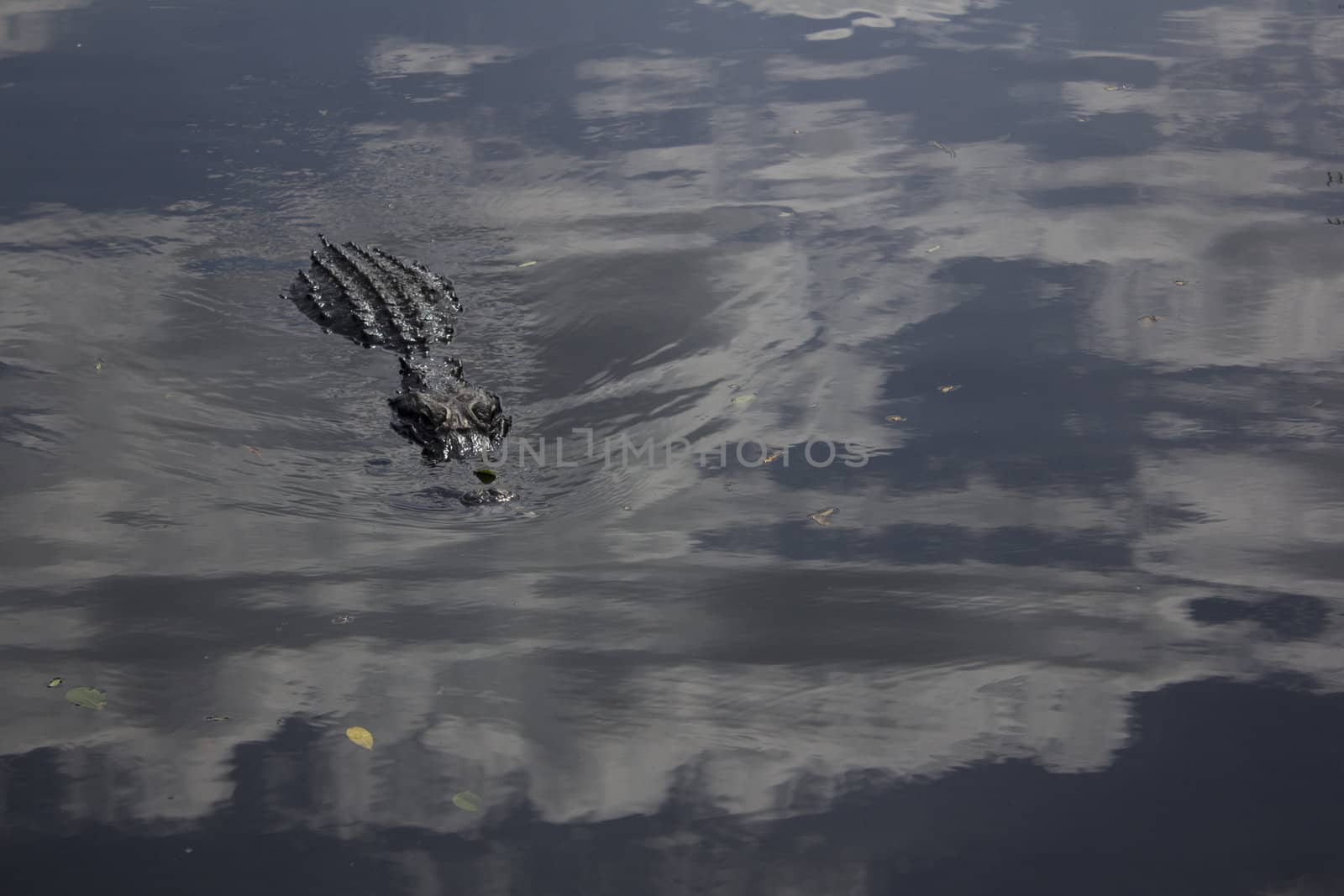 Alligator in Everglades National Park. by jeremywhat
