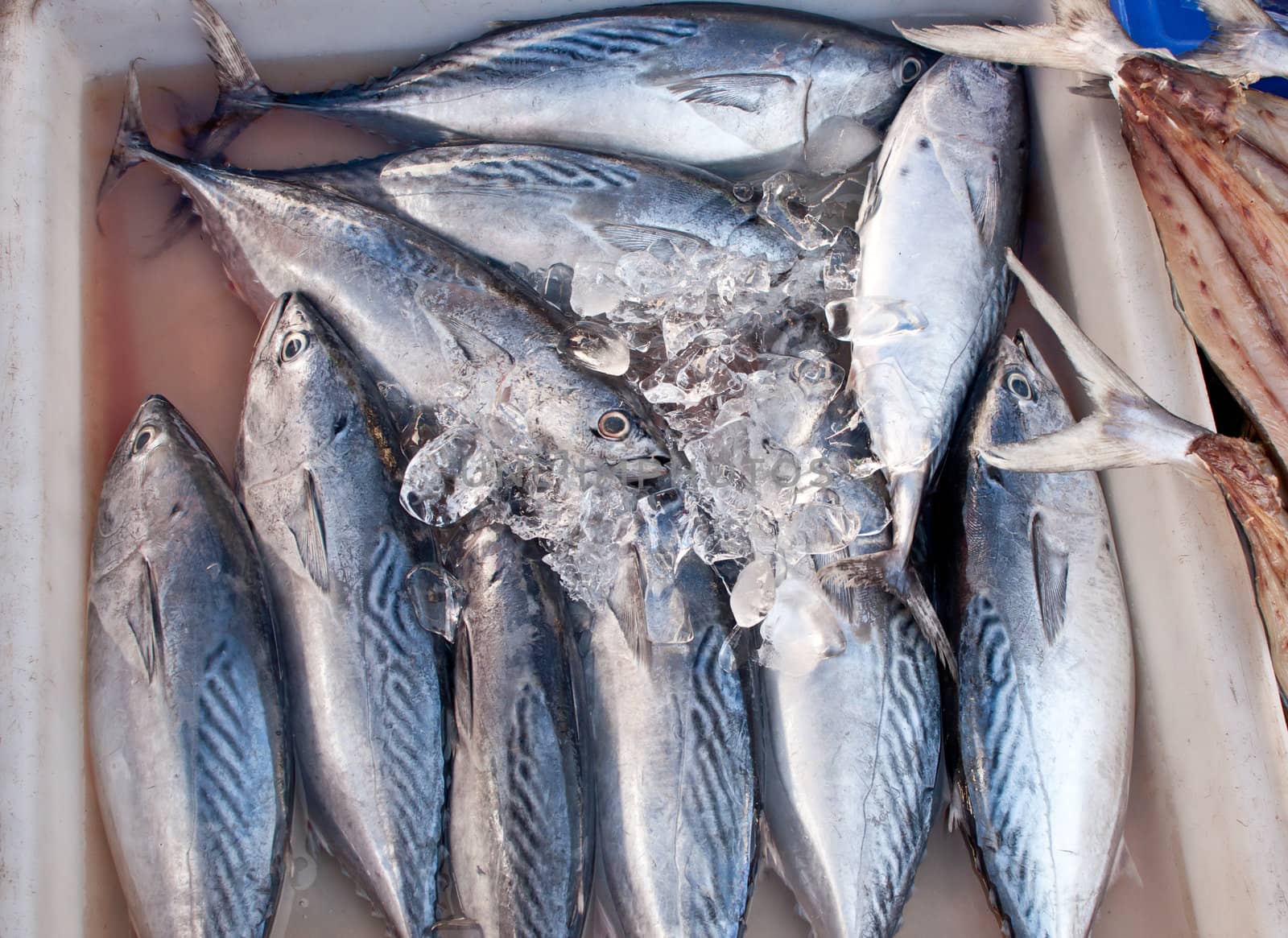 Fresh Mackerels on Ice at fish market