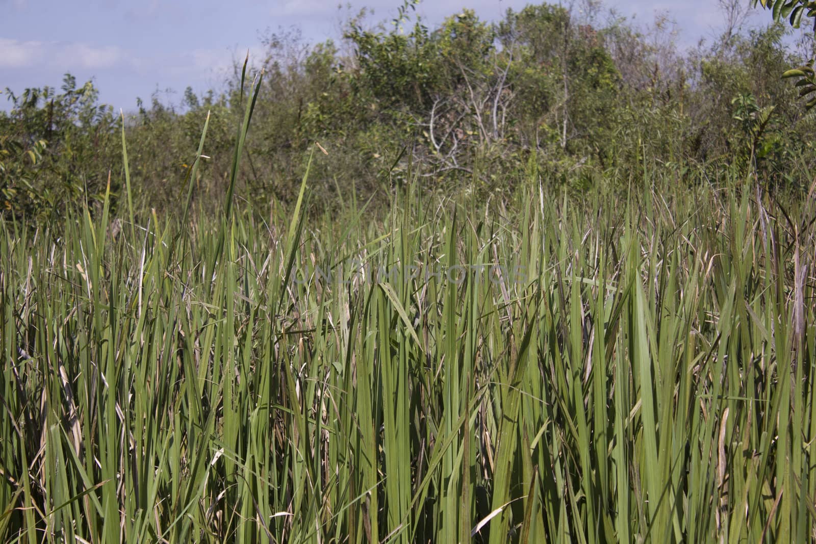 Everglades National Park in the summer.