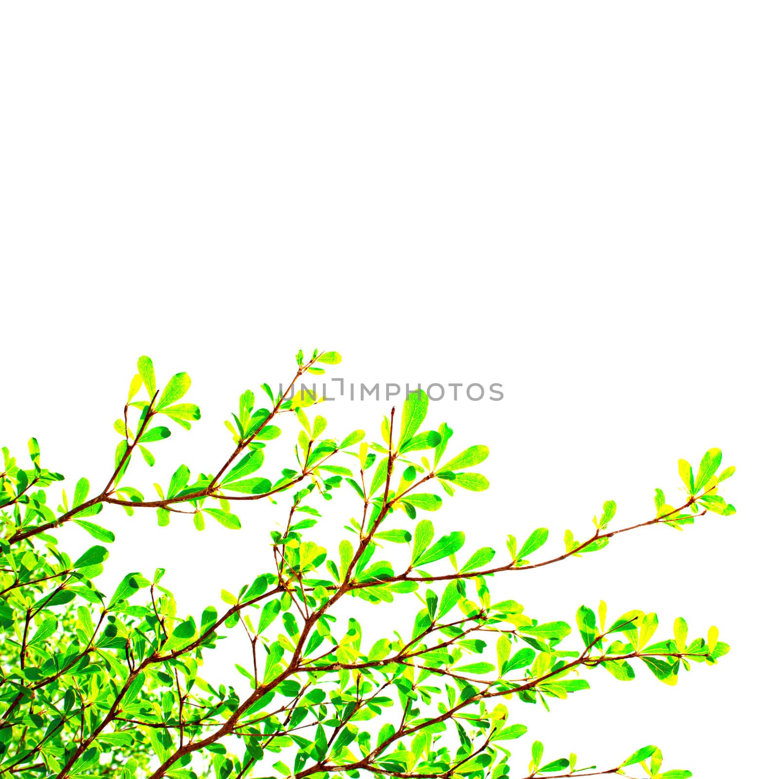 Green leaf on white background