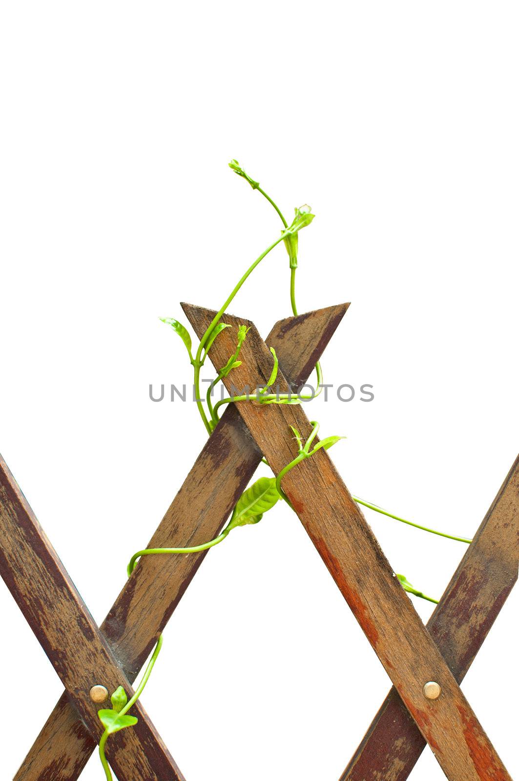 The wood fence with climbing plant isolated