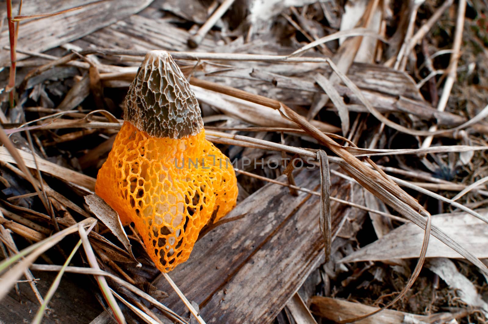 Common stinkhorn fungus in the forest