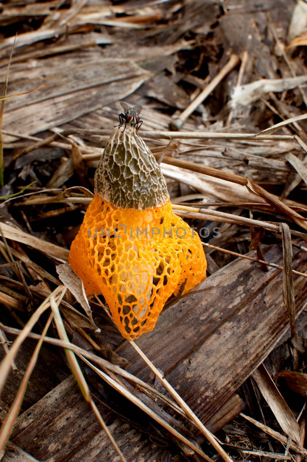 Common stinkhorn fungus in the forest