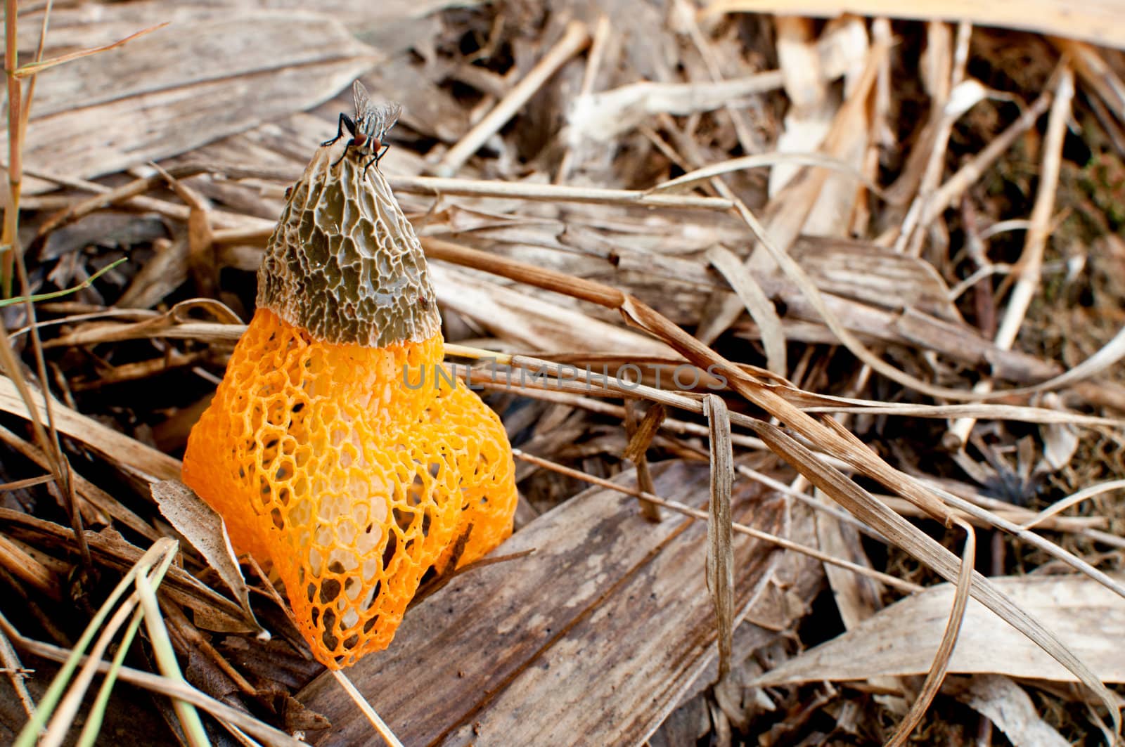 Common stinkhorn fungus in the forest