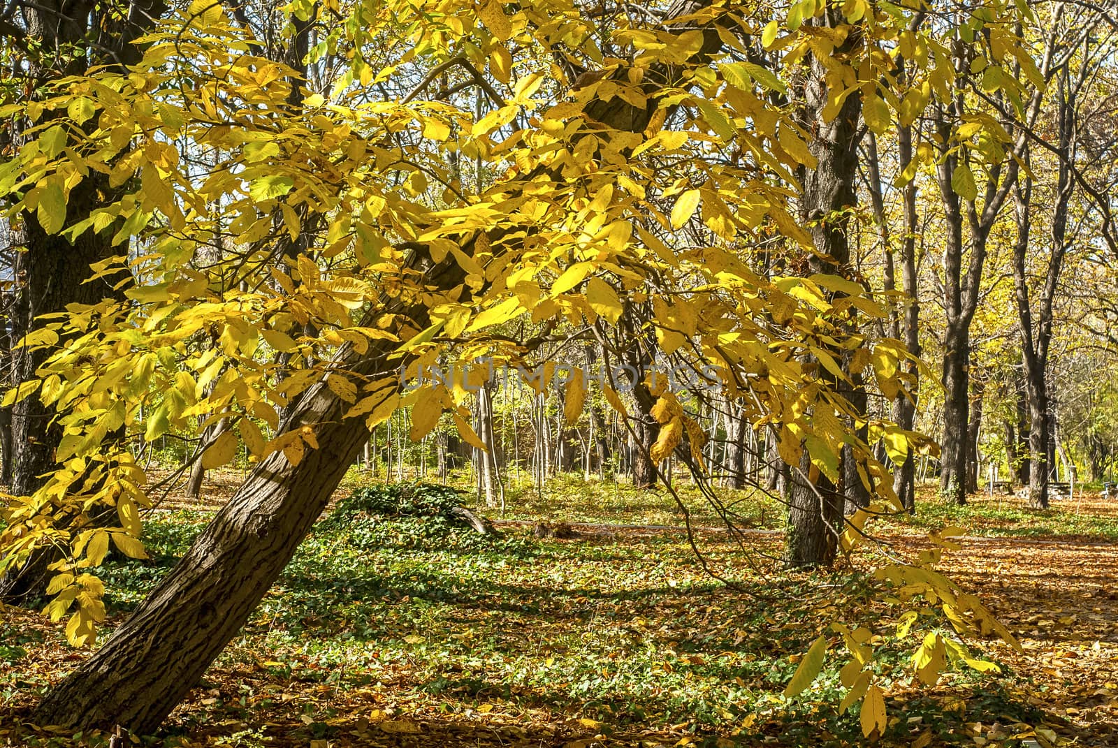 Park tree in autumn by varbenov
