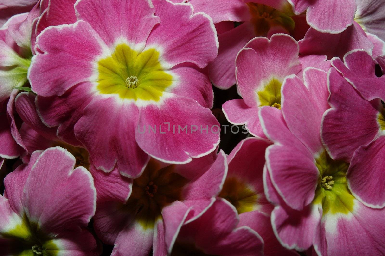Purple Flowers by anderm