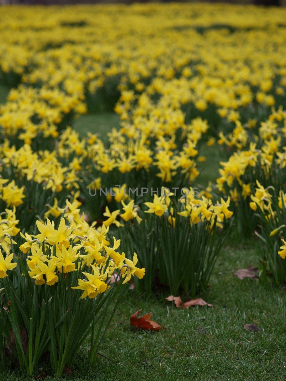Narcissus by anderm