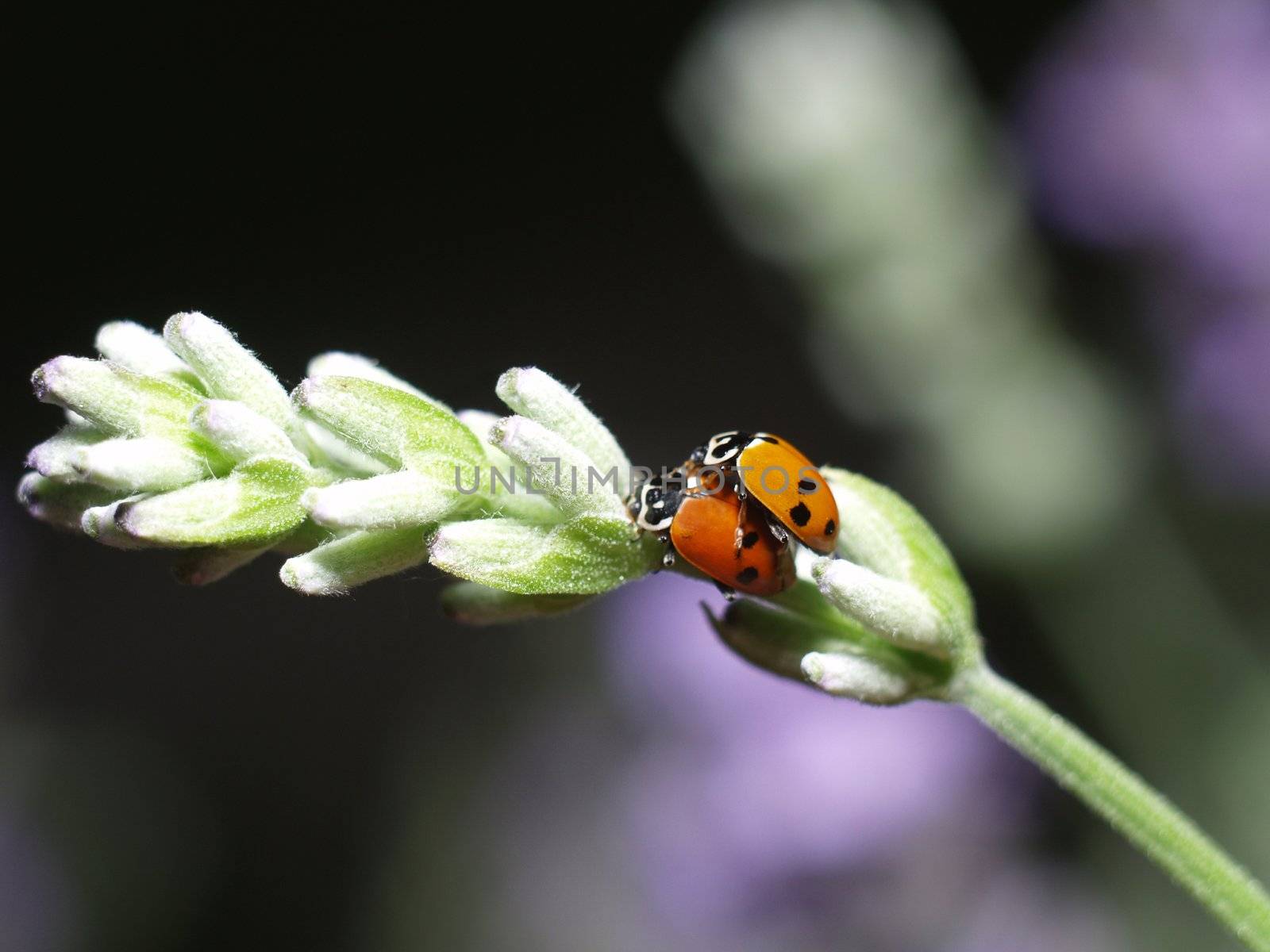 Ladybirds having sex by anderm