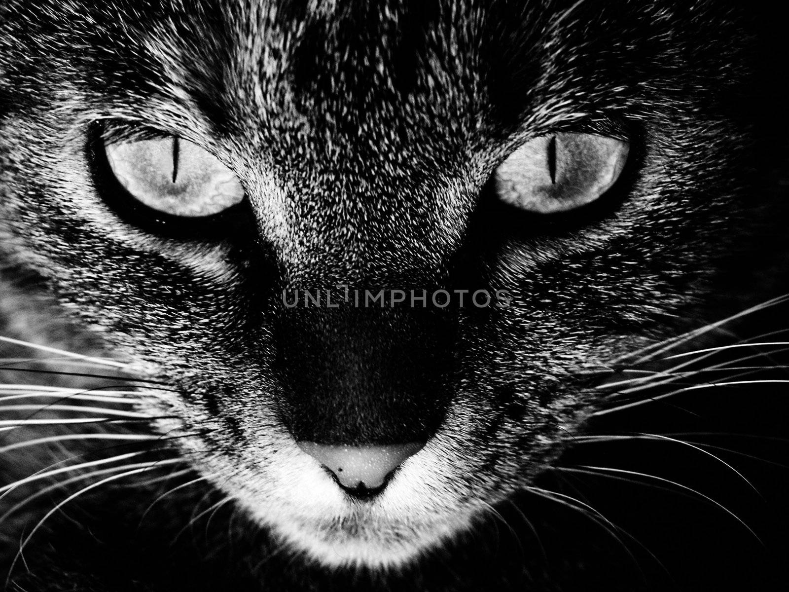 The face of a cat in black and white.