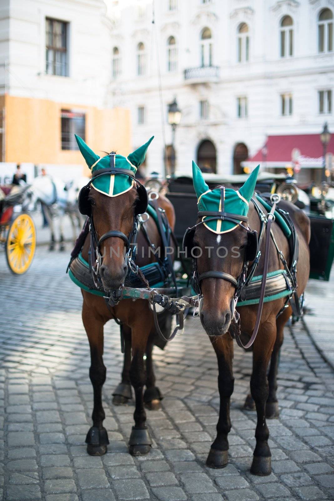 Traditional horses and carriage (also called Fiaker) in Vienna, Austria
