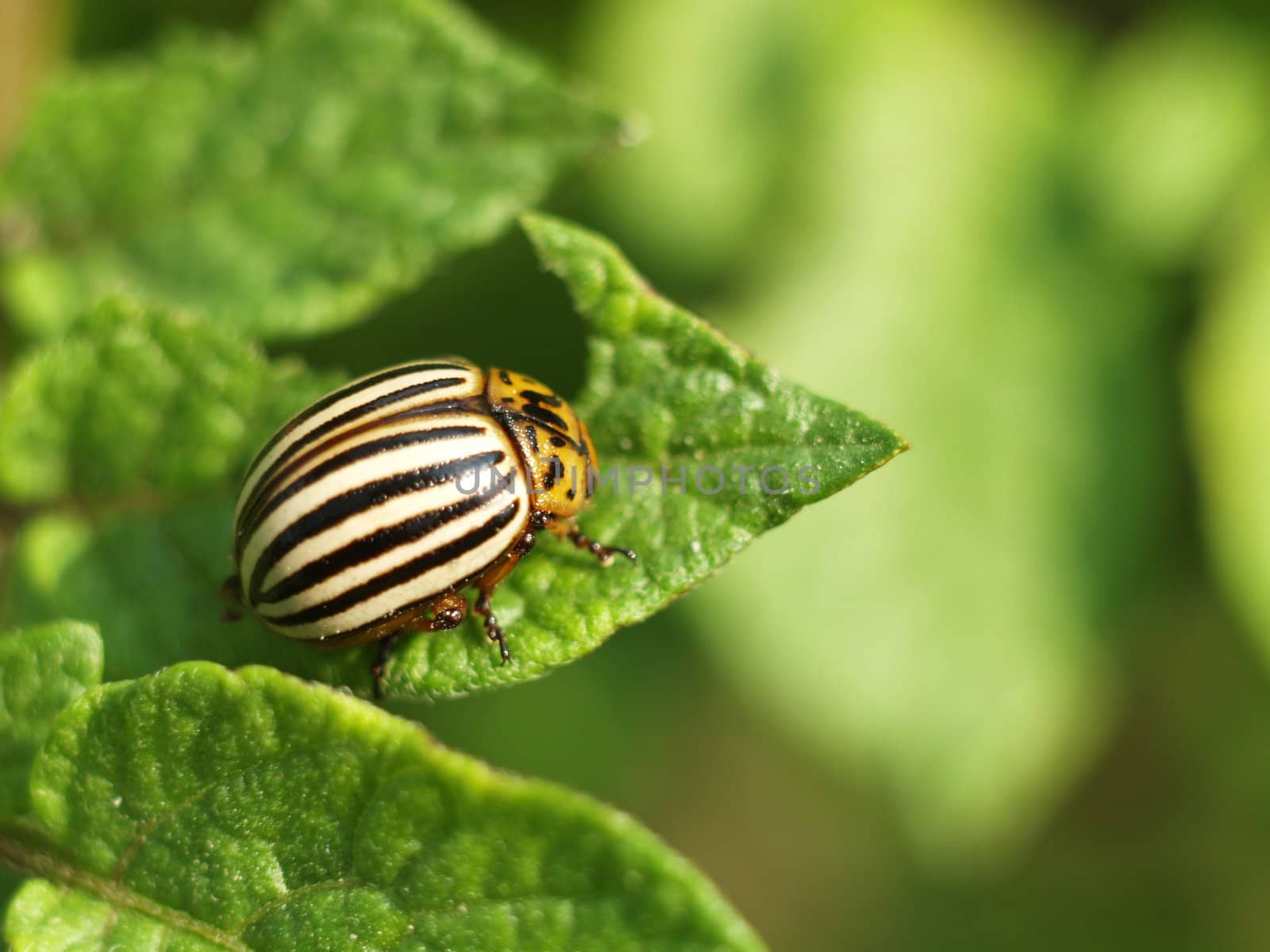 Colorado bug