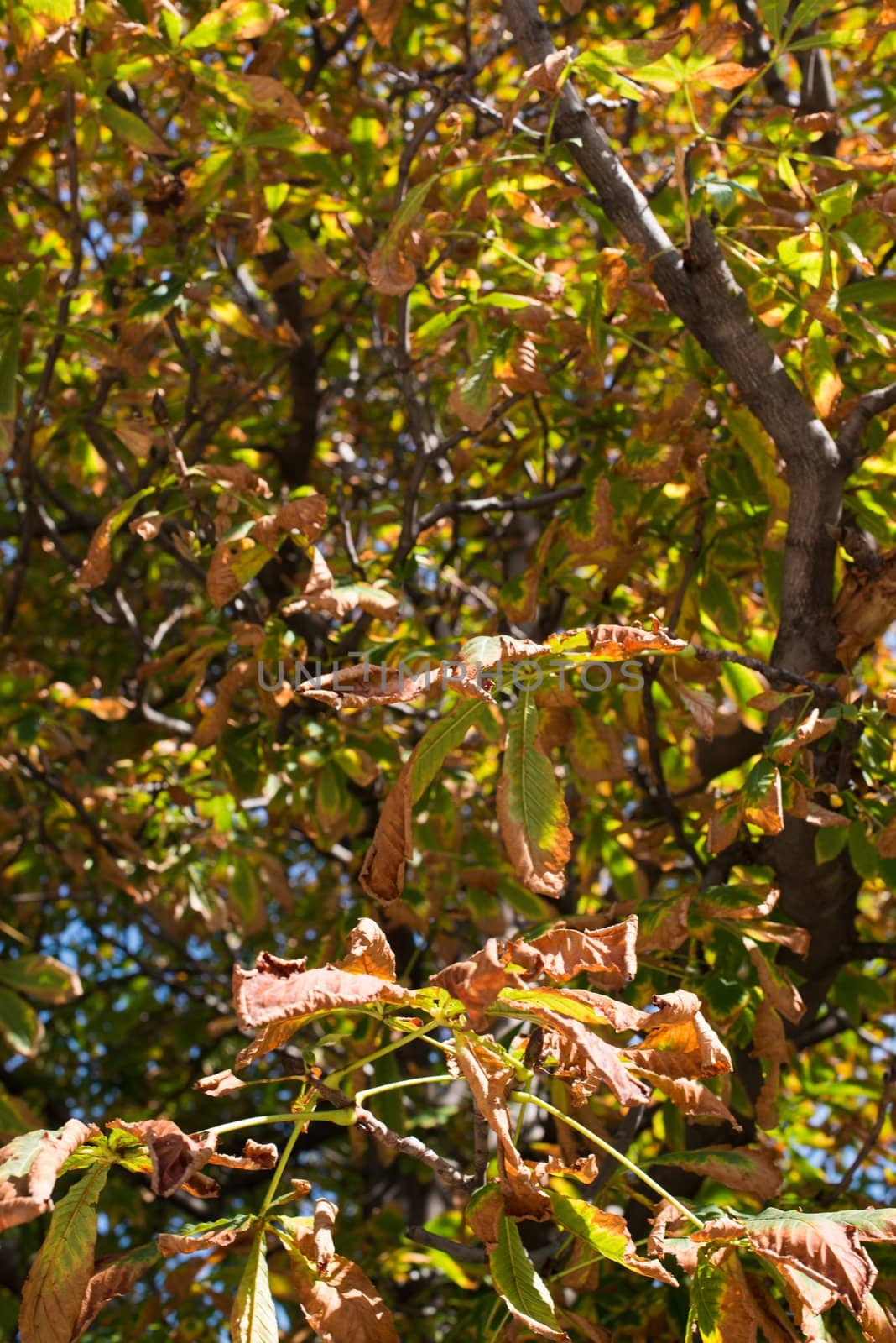 Dried ,lLeaves of a chestnut tree (Aesculus hippocastanum) in autumn