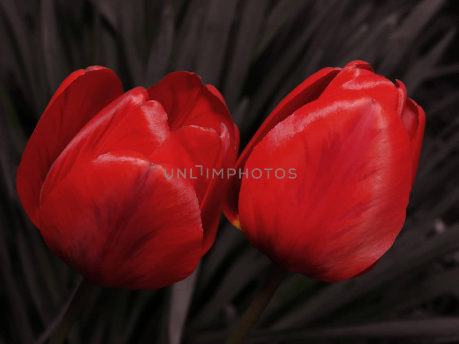 Two tulips on desaturated background.