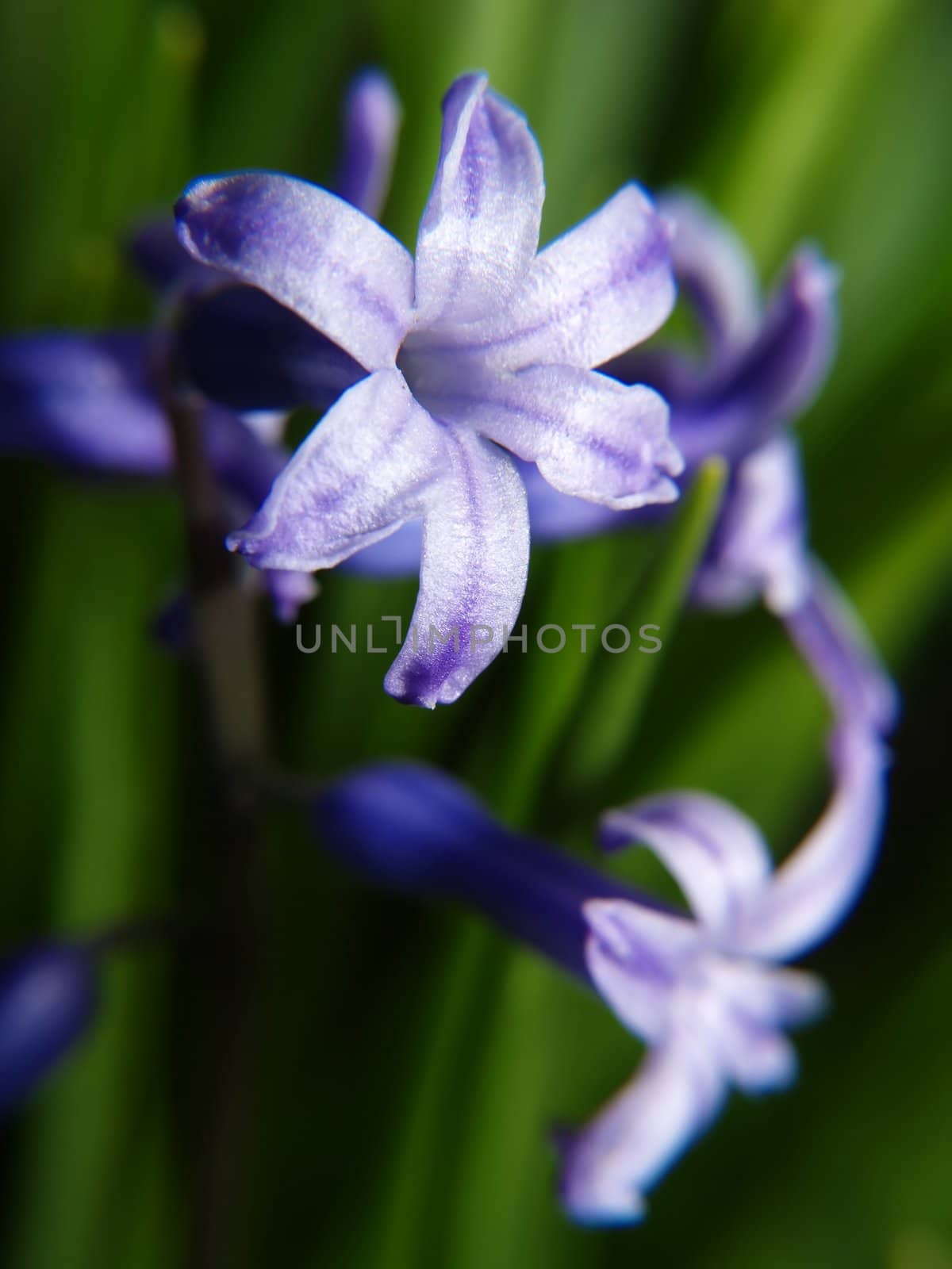 Petals of purple flowers in the garden.