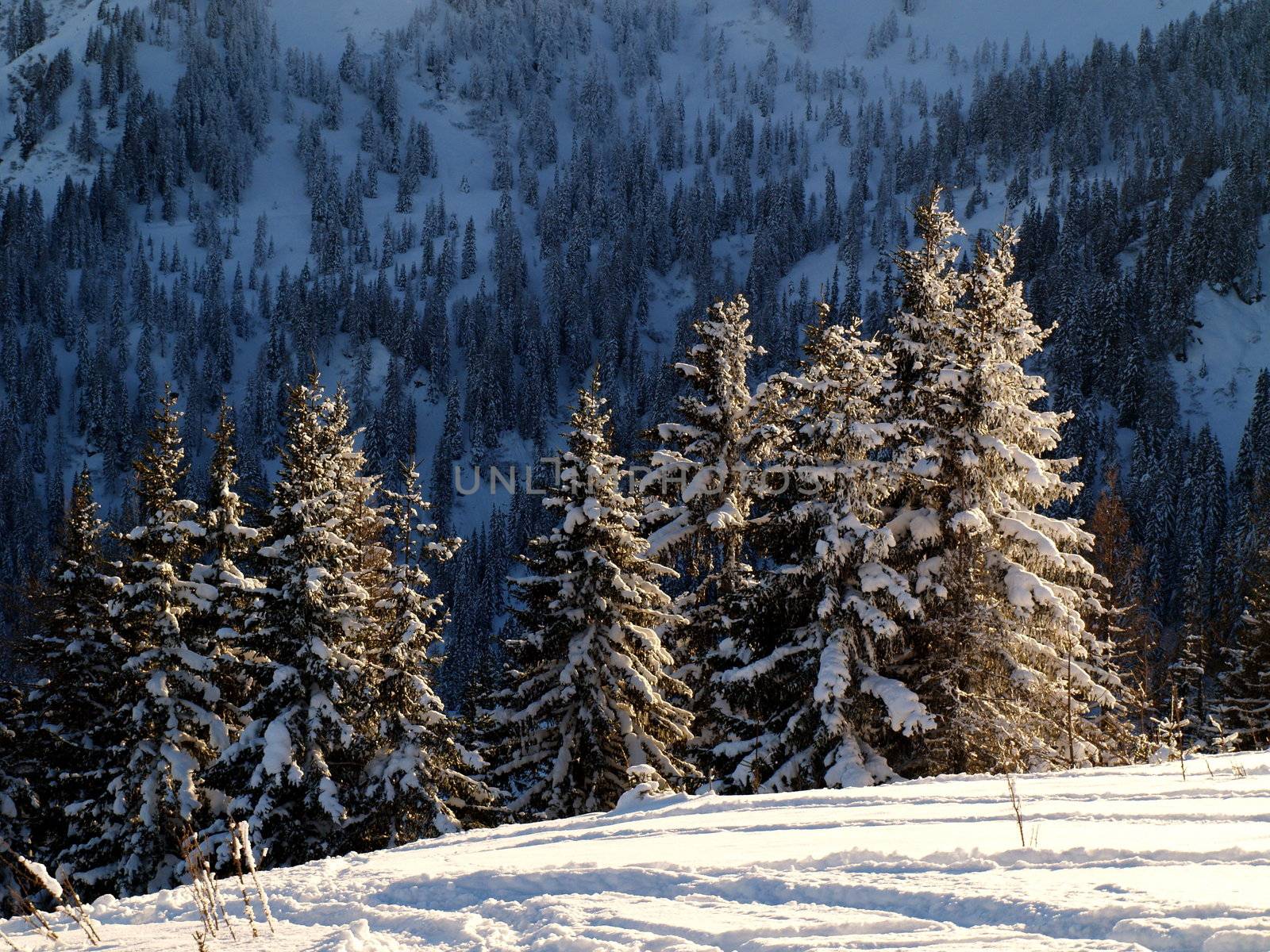 Trees covered with snow on a mountain.