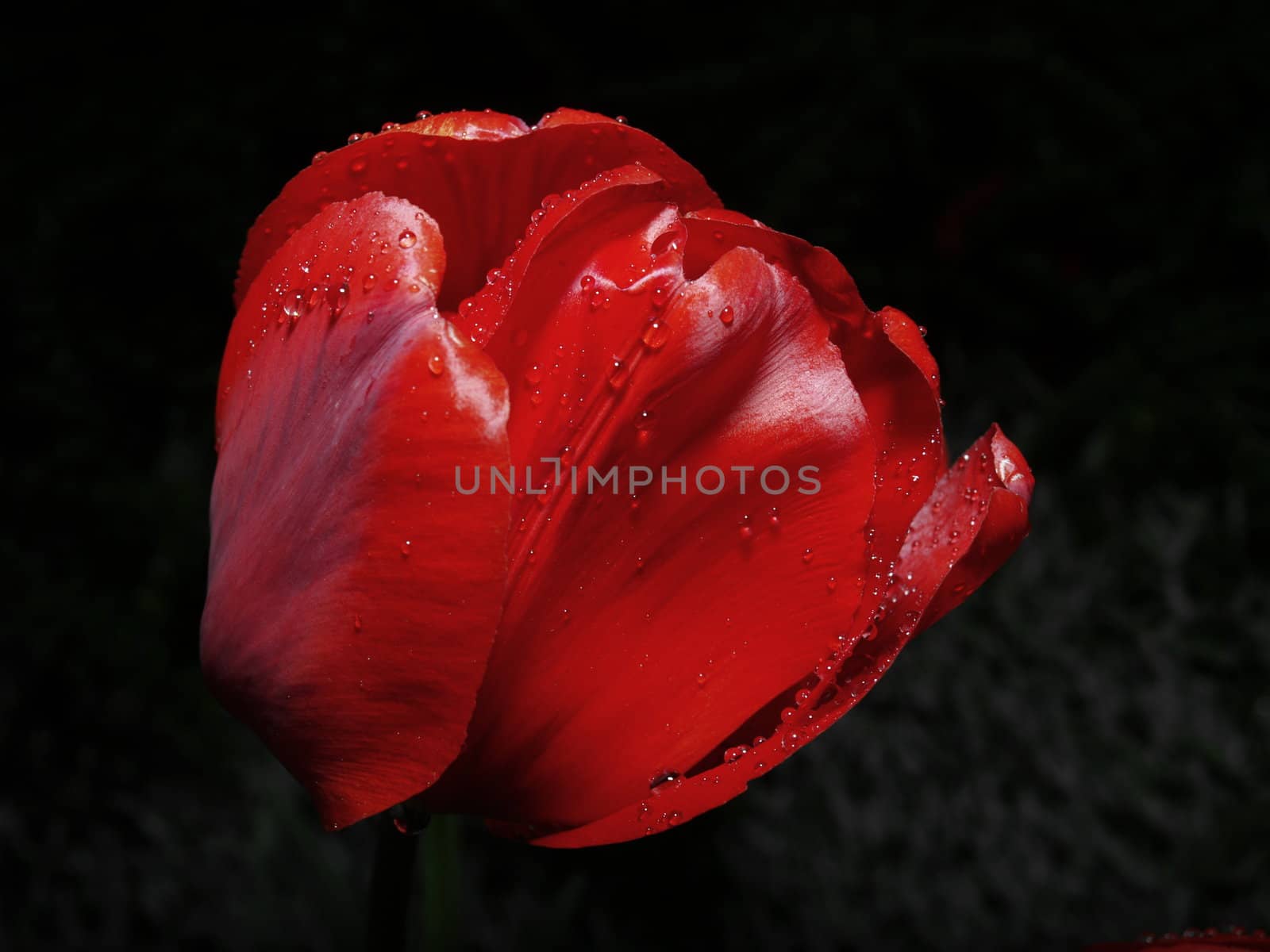 Raindrops on a tulip bulb