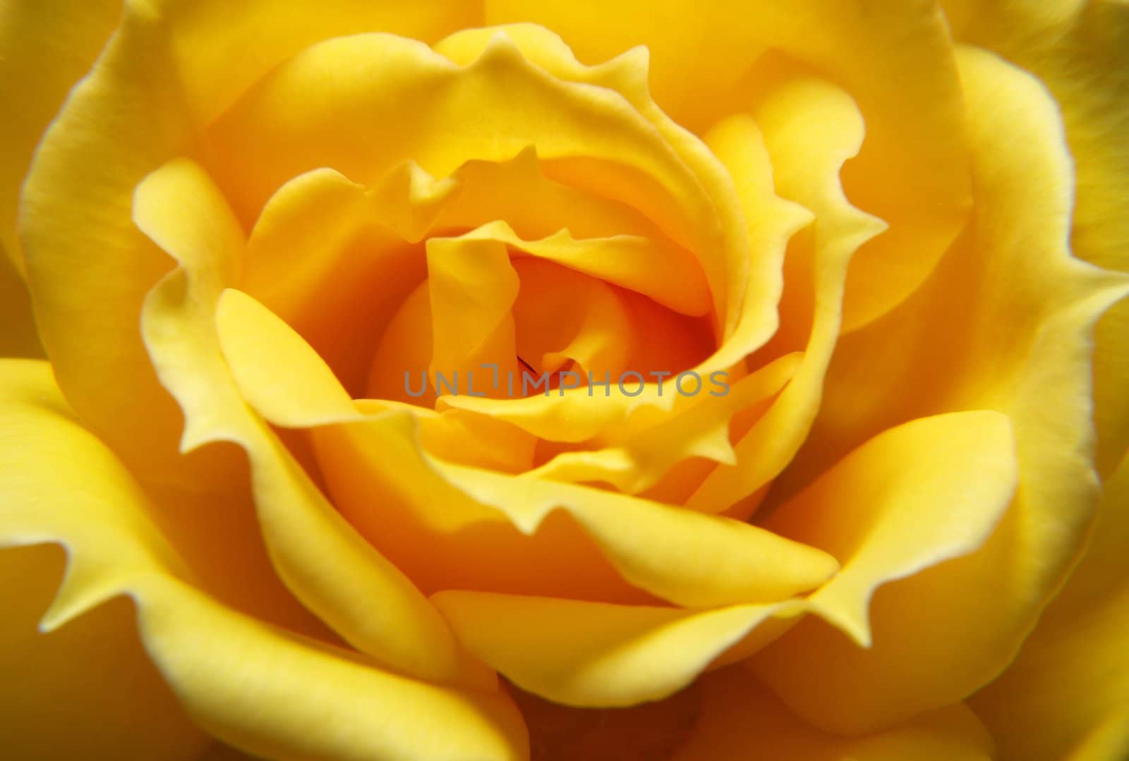 Yellow rose by anderm