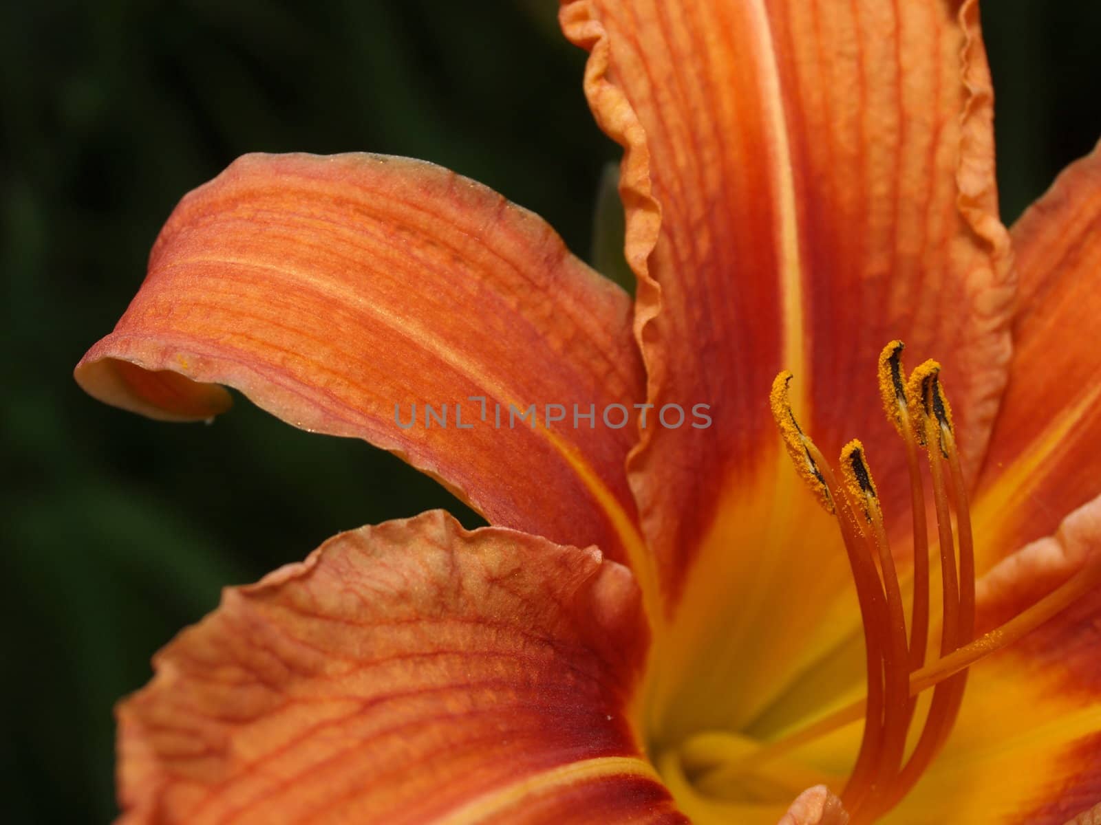 Orange lily by anderm