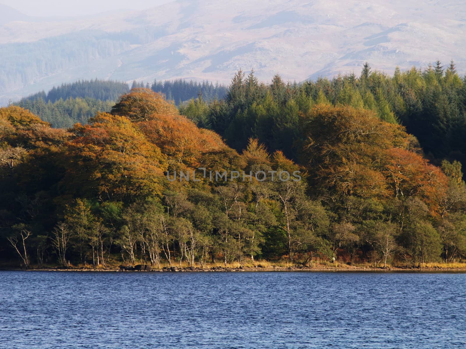 Autumn trees at the bank of a lake