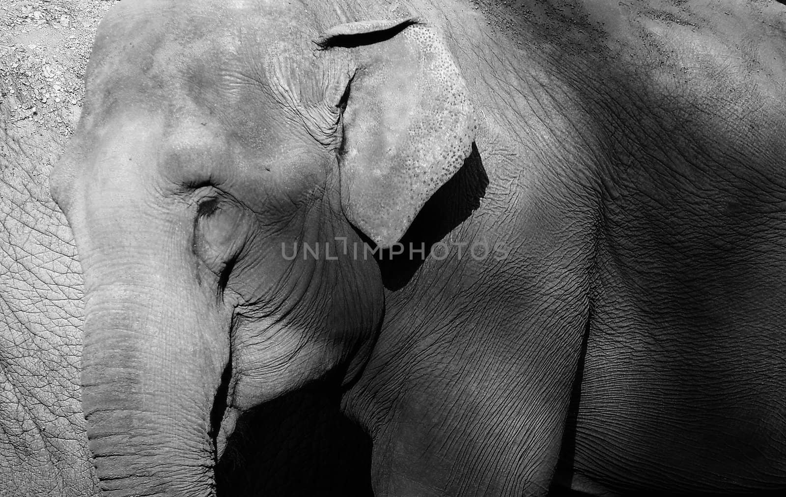 Elephant by anderm