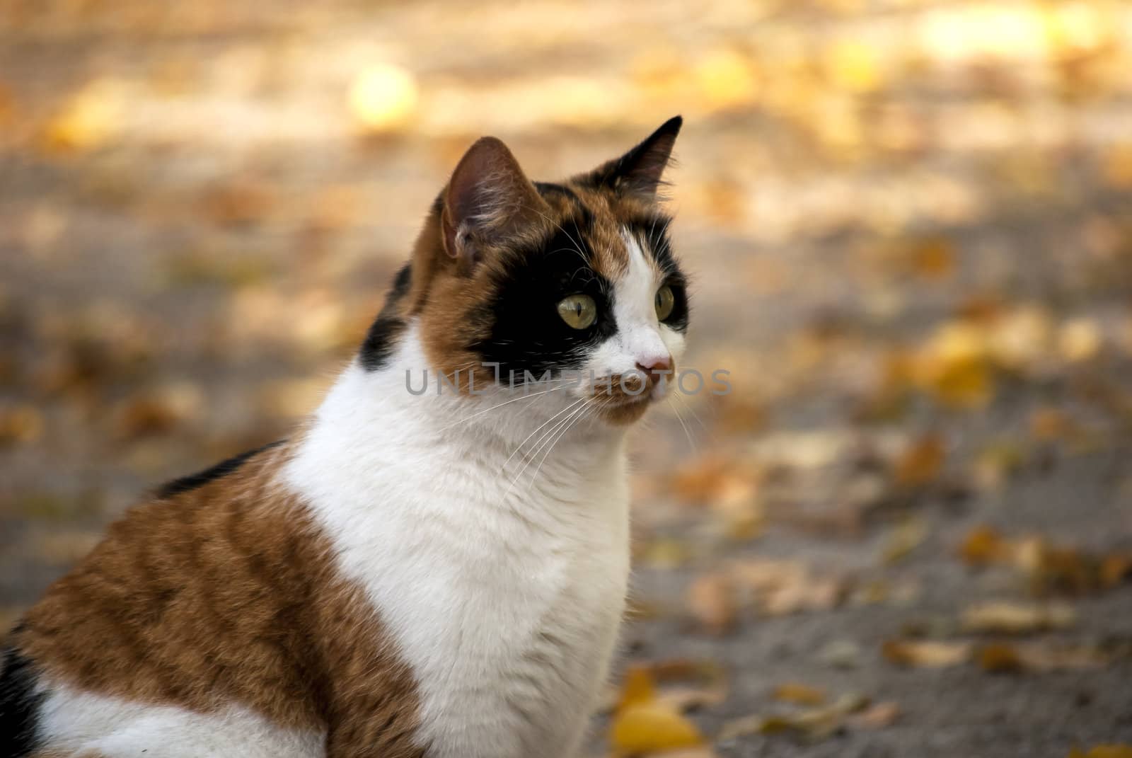 Cat head  in autumn garden right profile