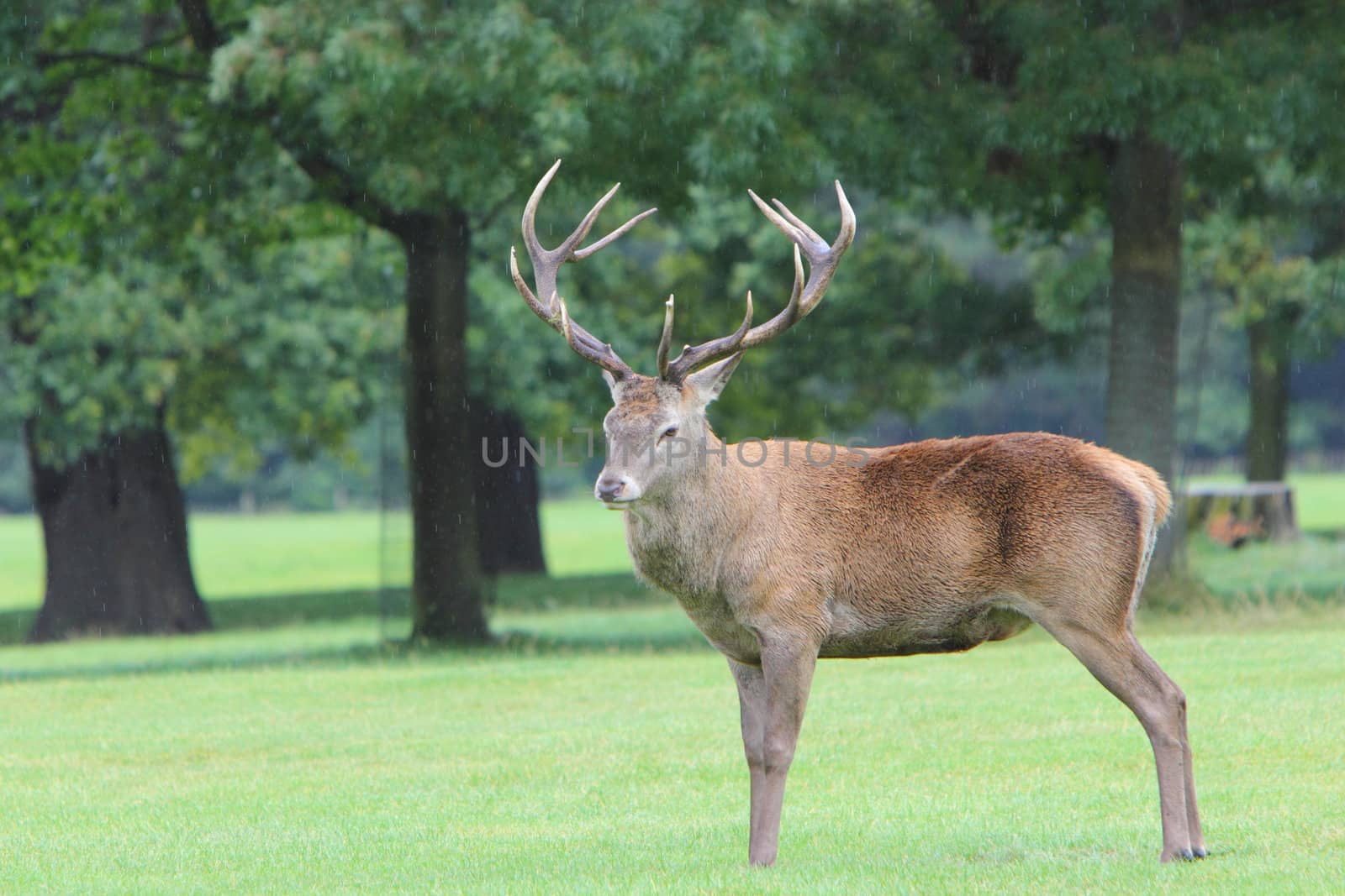 Red deer stag