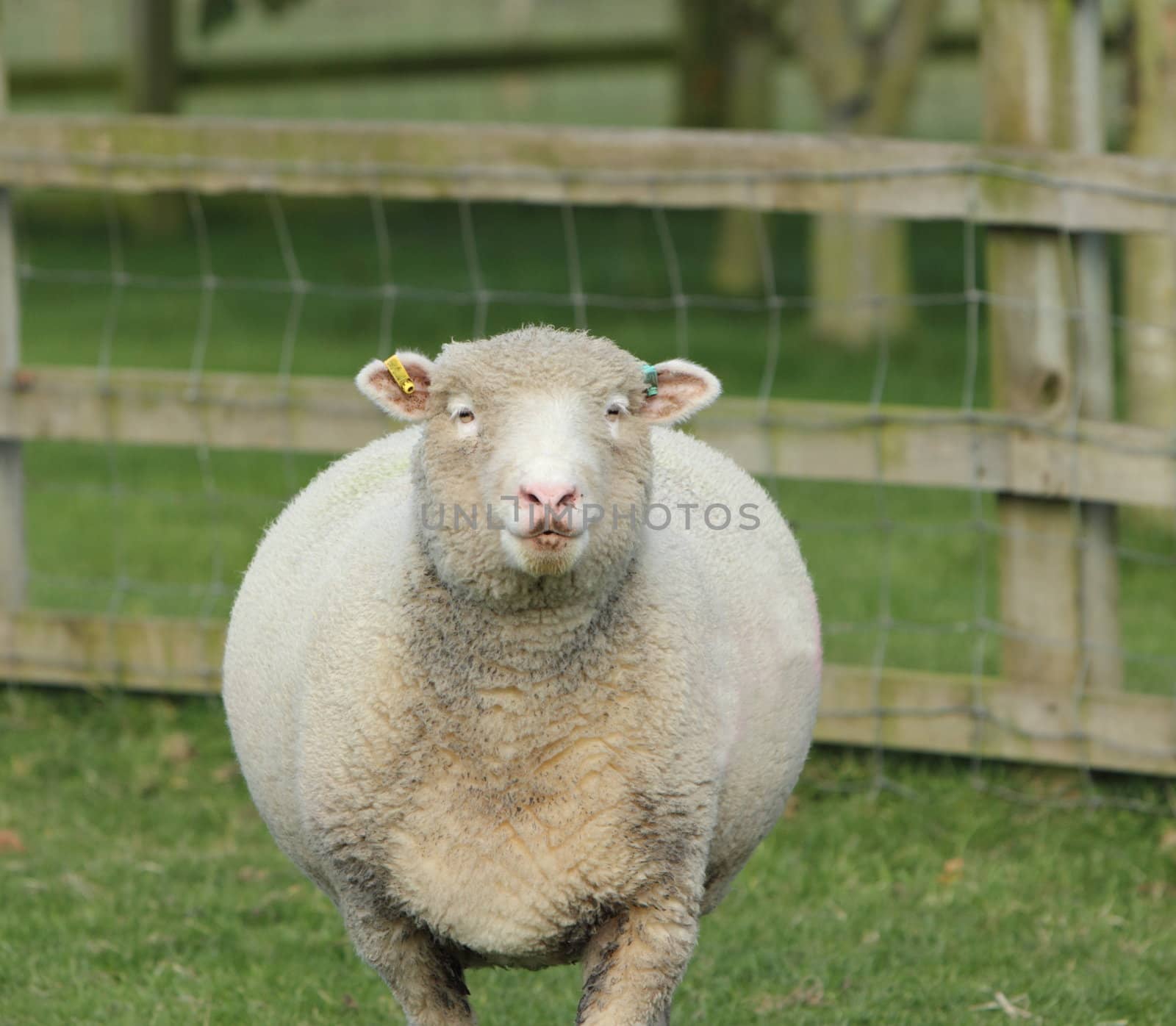 Sheep
