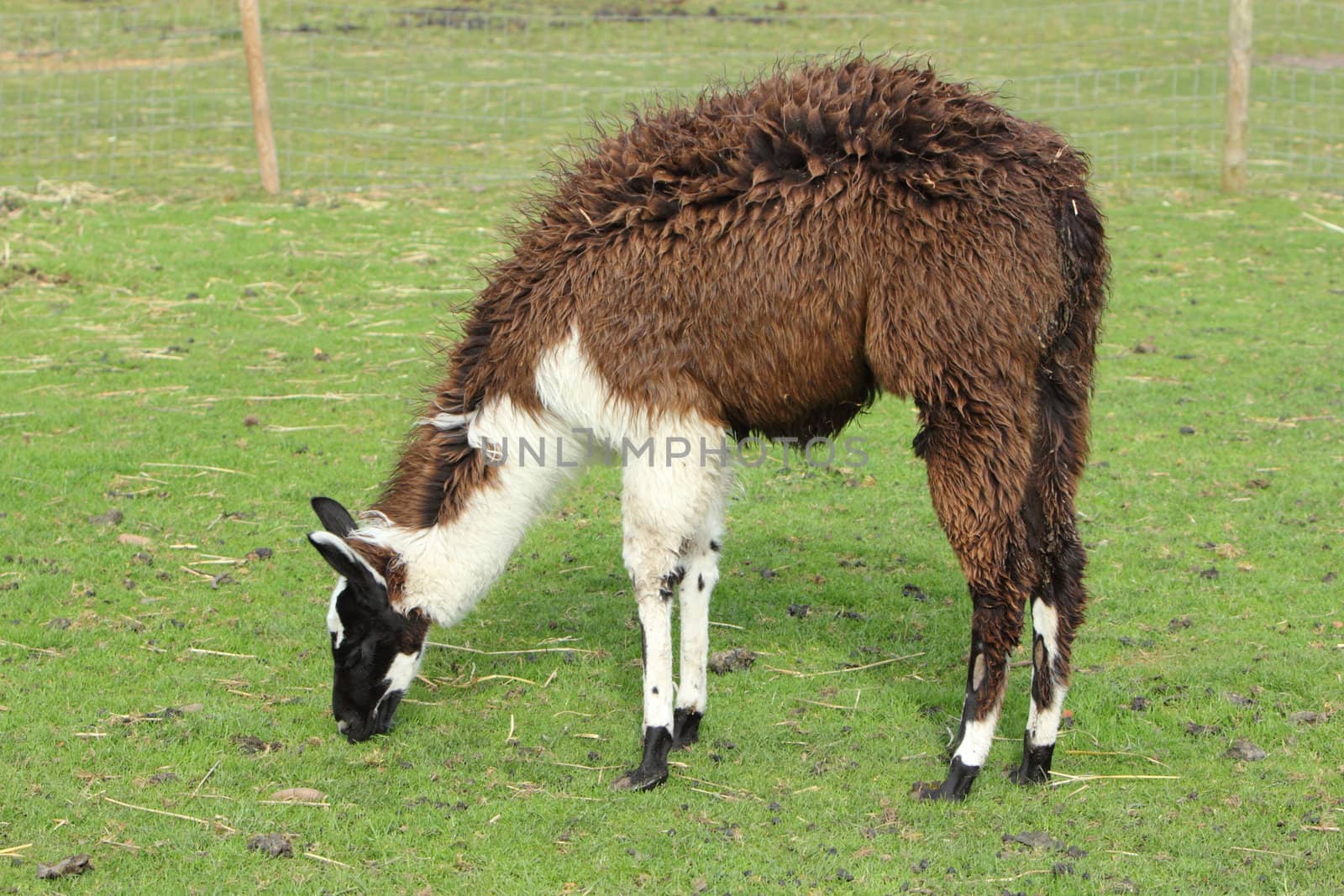 young llama
