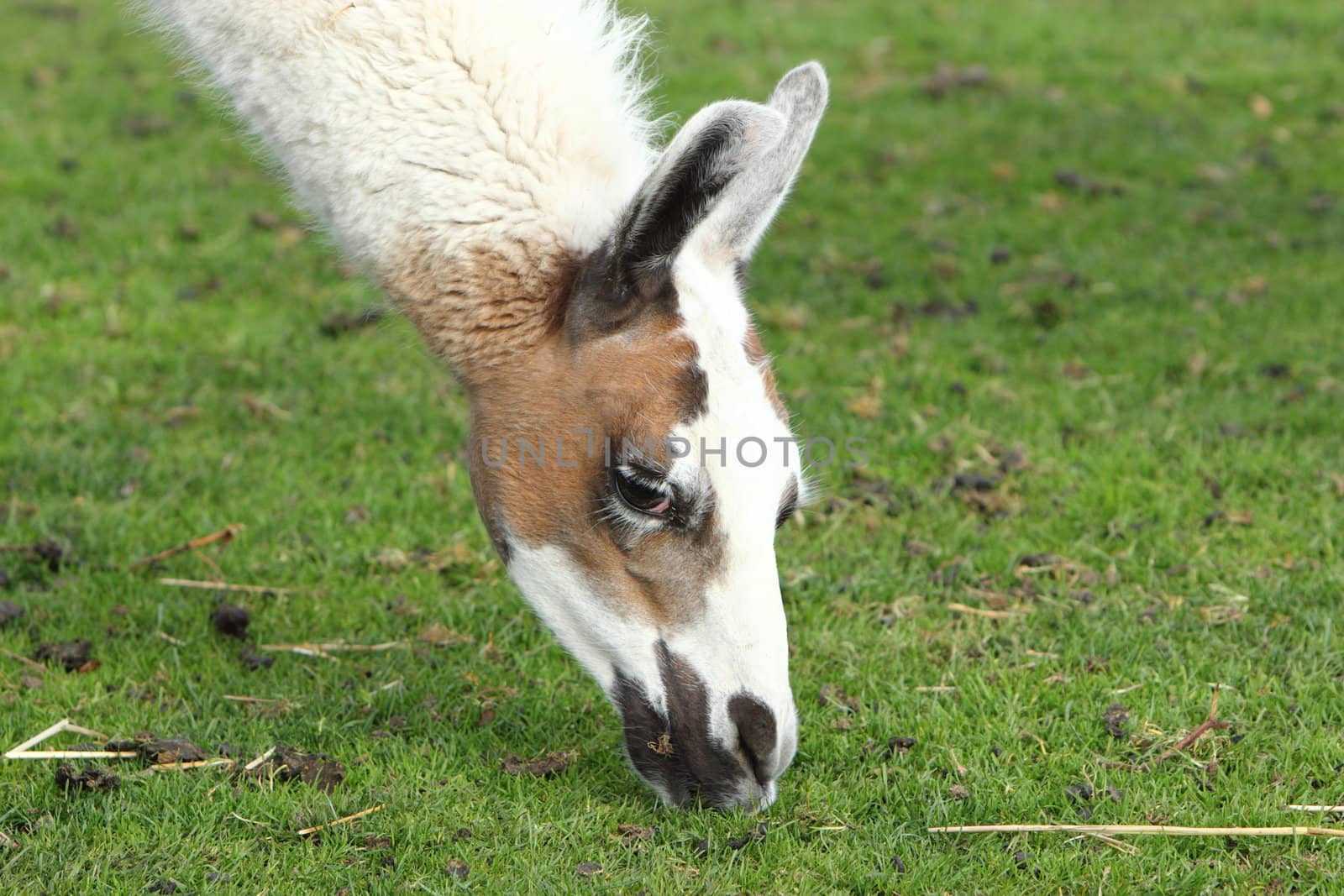 Llama