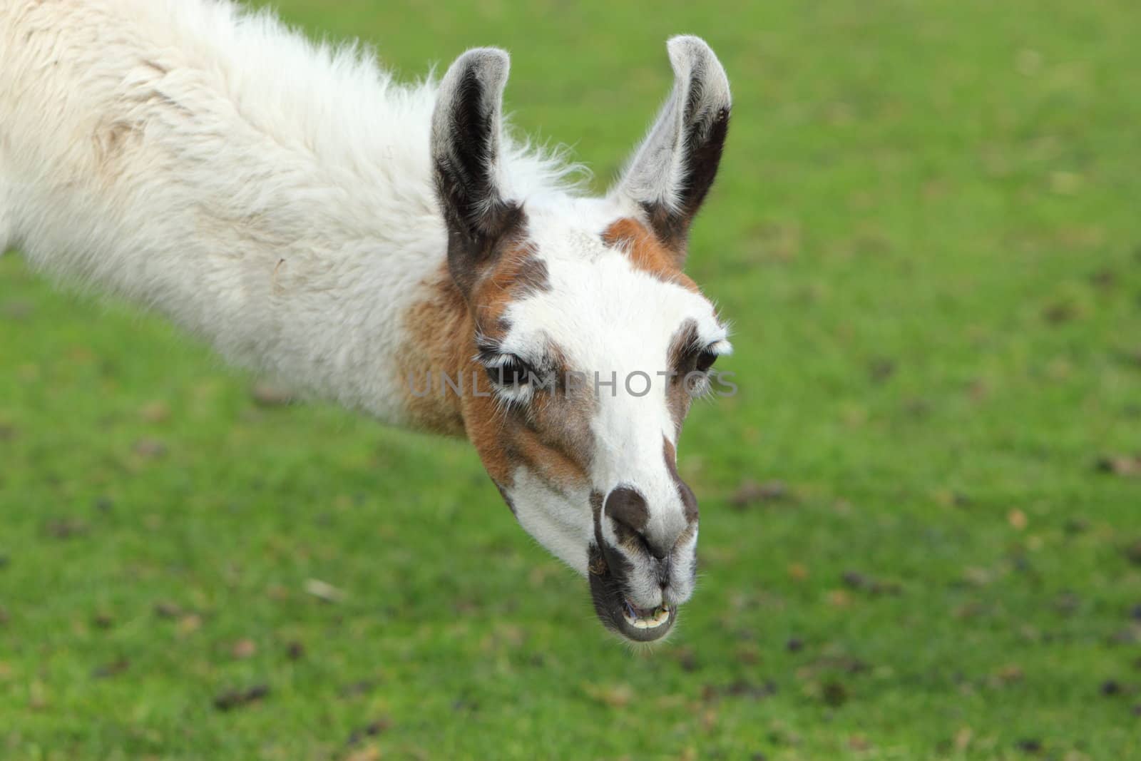 Llama