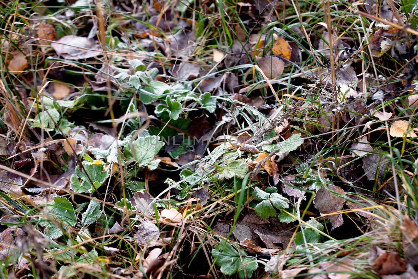 Frost on the green and brown autumn leaves
