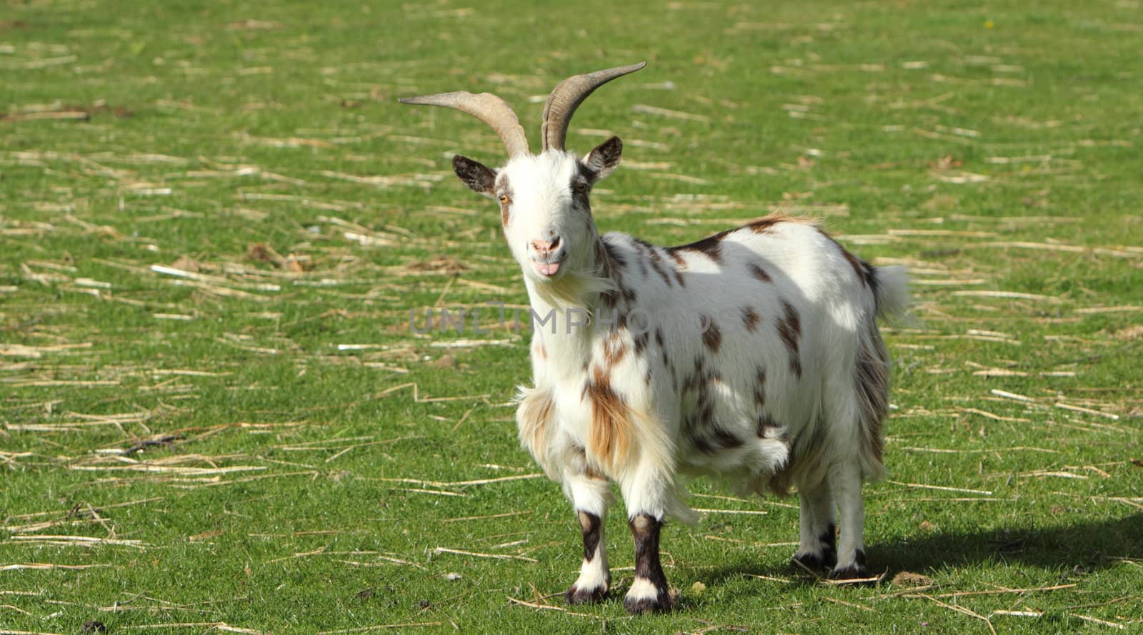 Goat