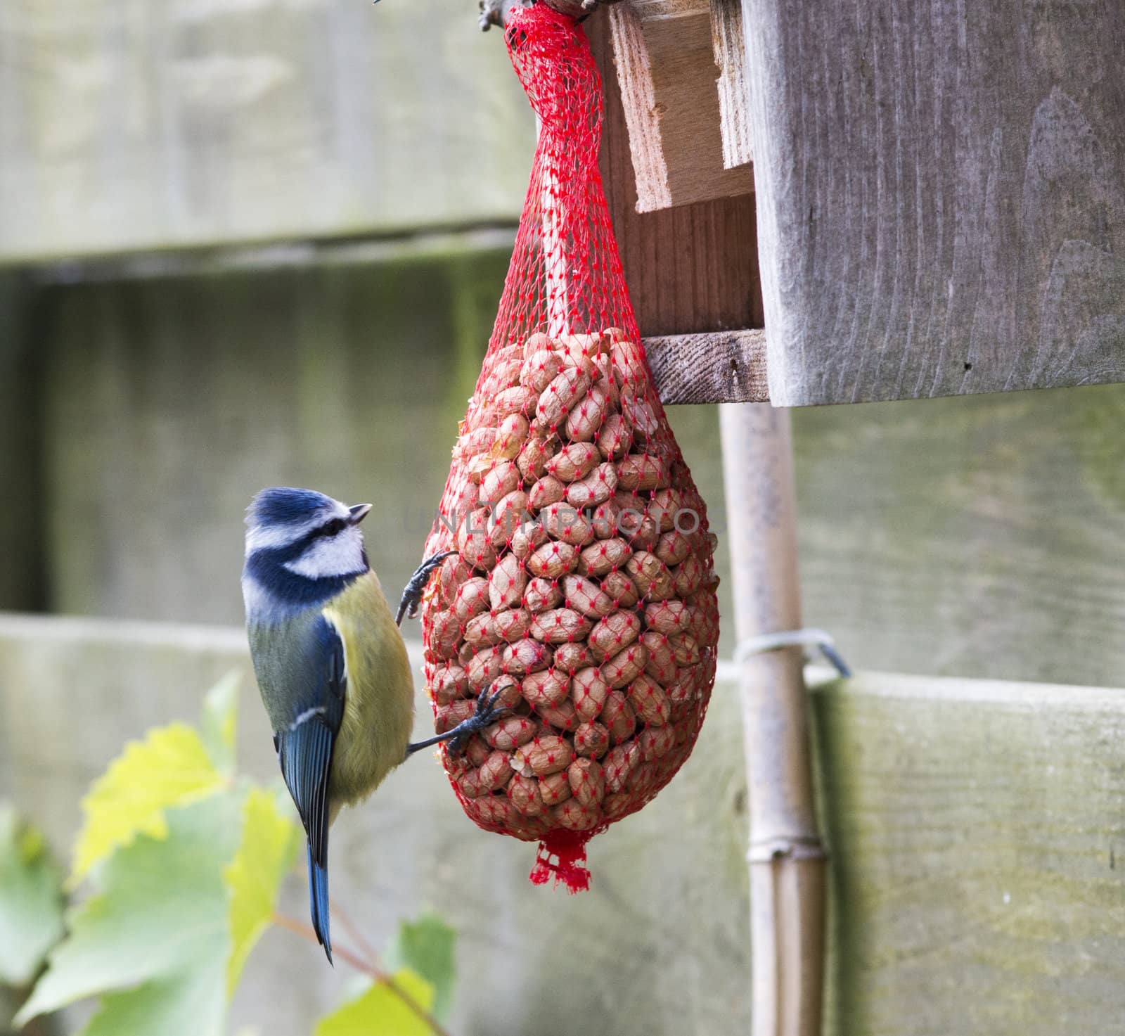 great tit with peanuts as winter feed