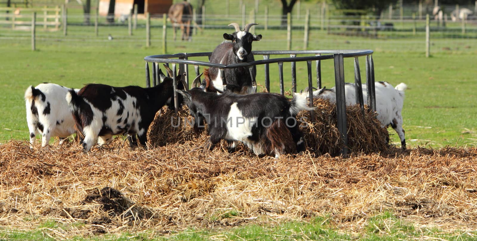 Goats feeding