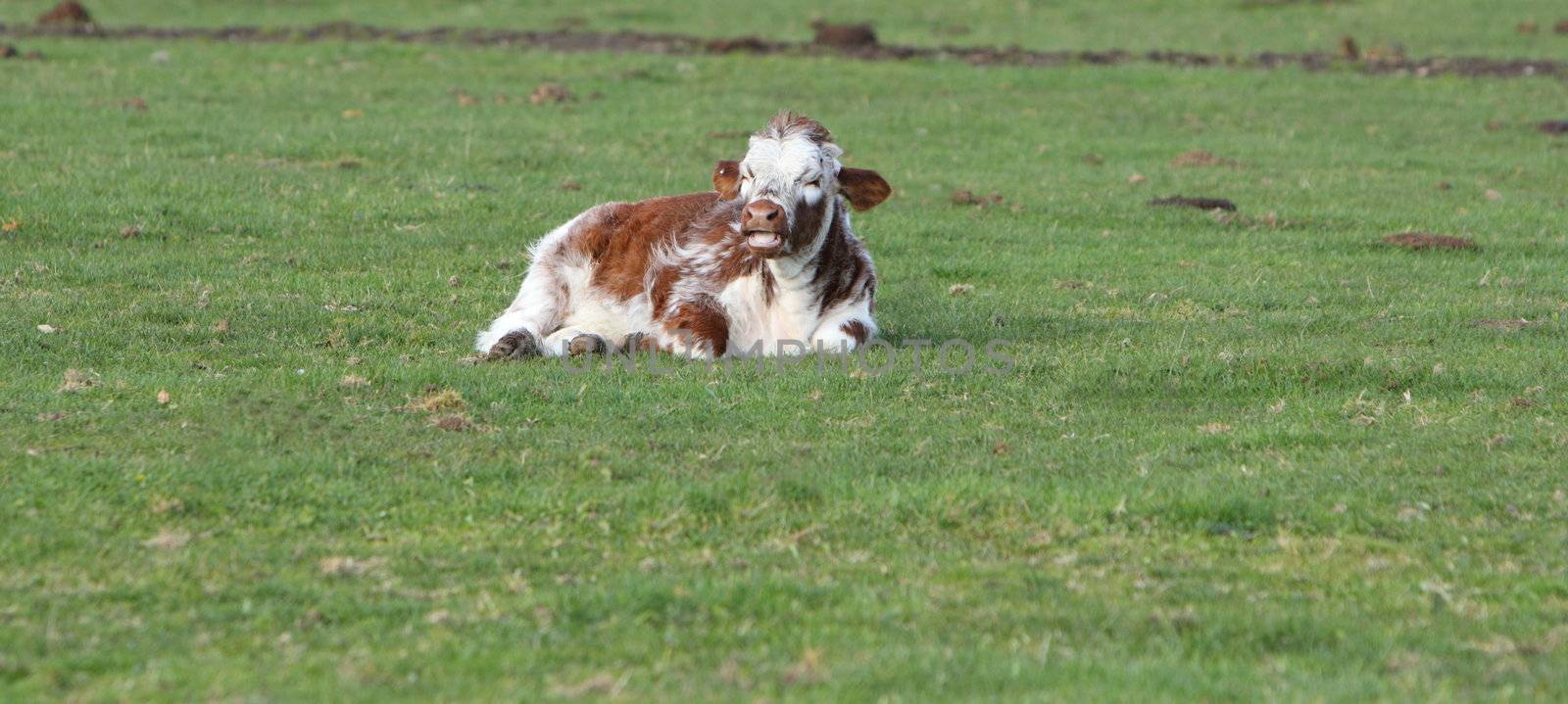 calf lying down