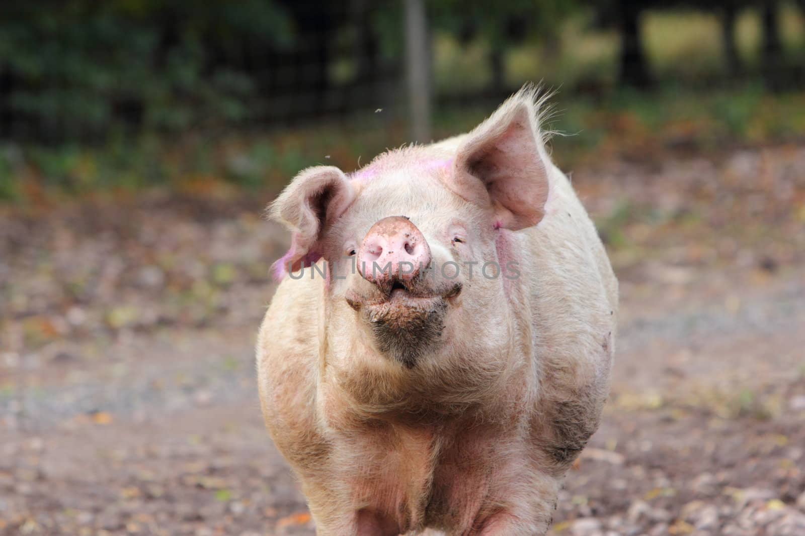 A male pig