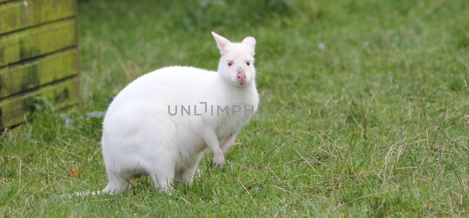 Albino wallaby by mitzy