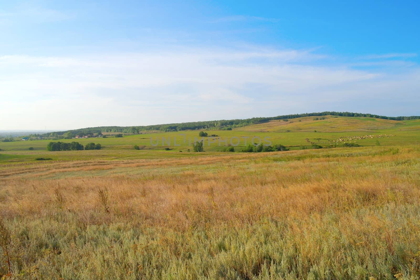 Beautiful summer landscape with forest and herd of cows